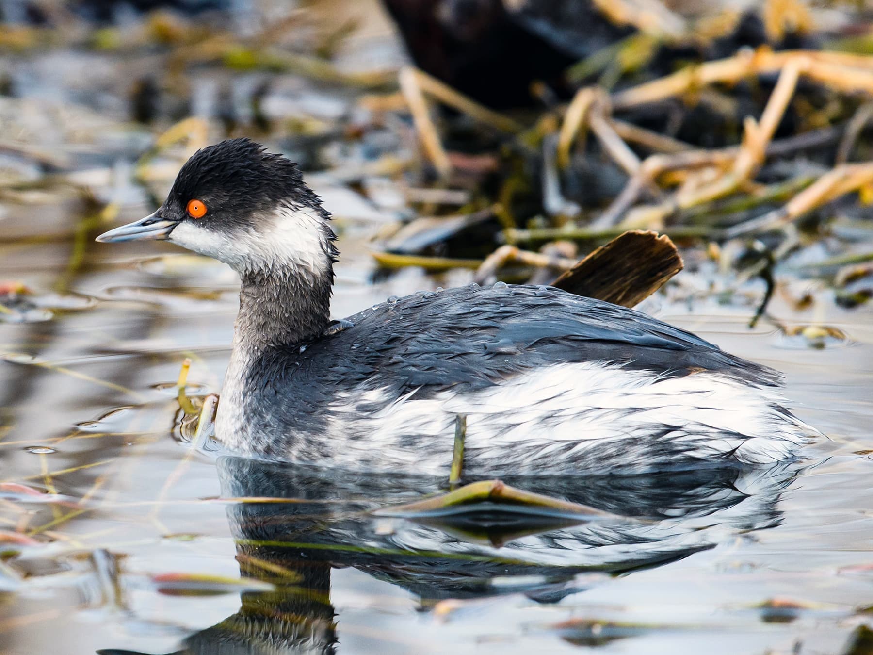 Black-necked Grebe with winter plumage