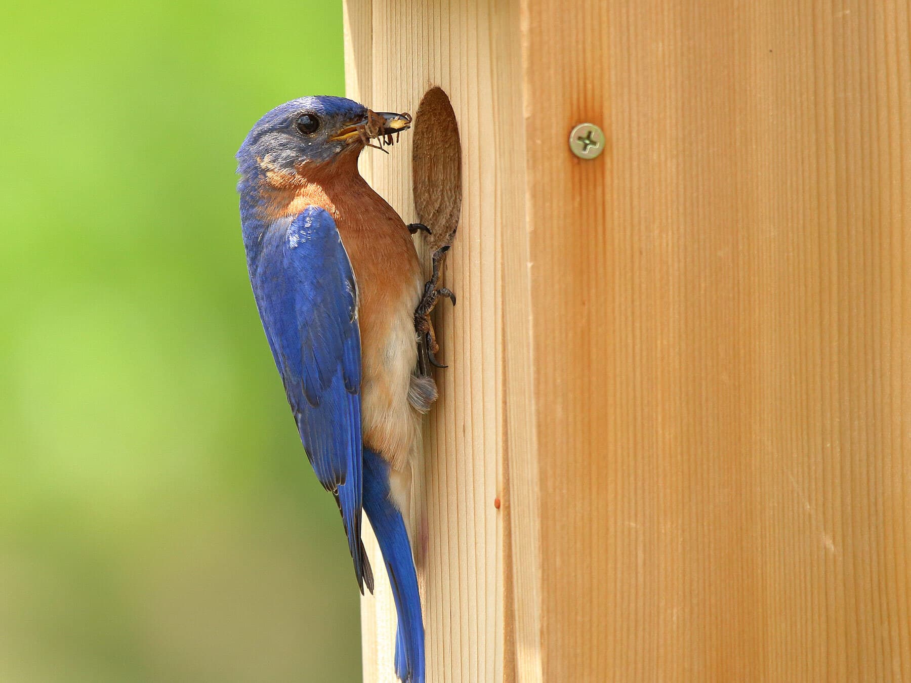 Eastern Bluebird chicks being fed a spider