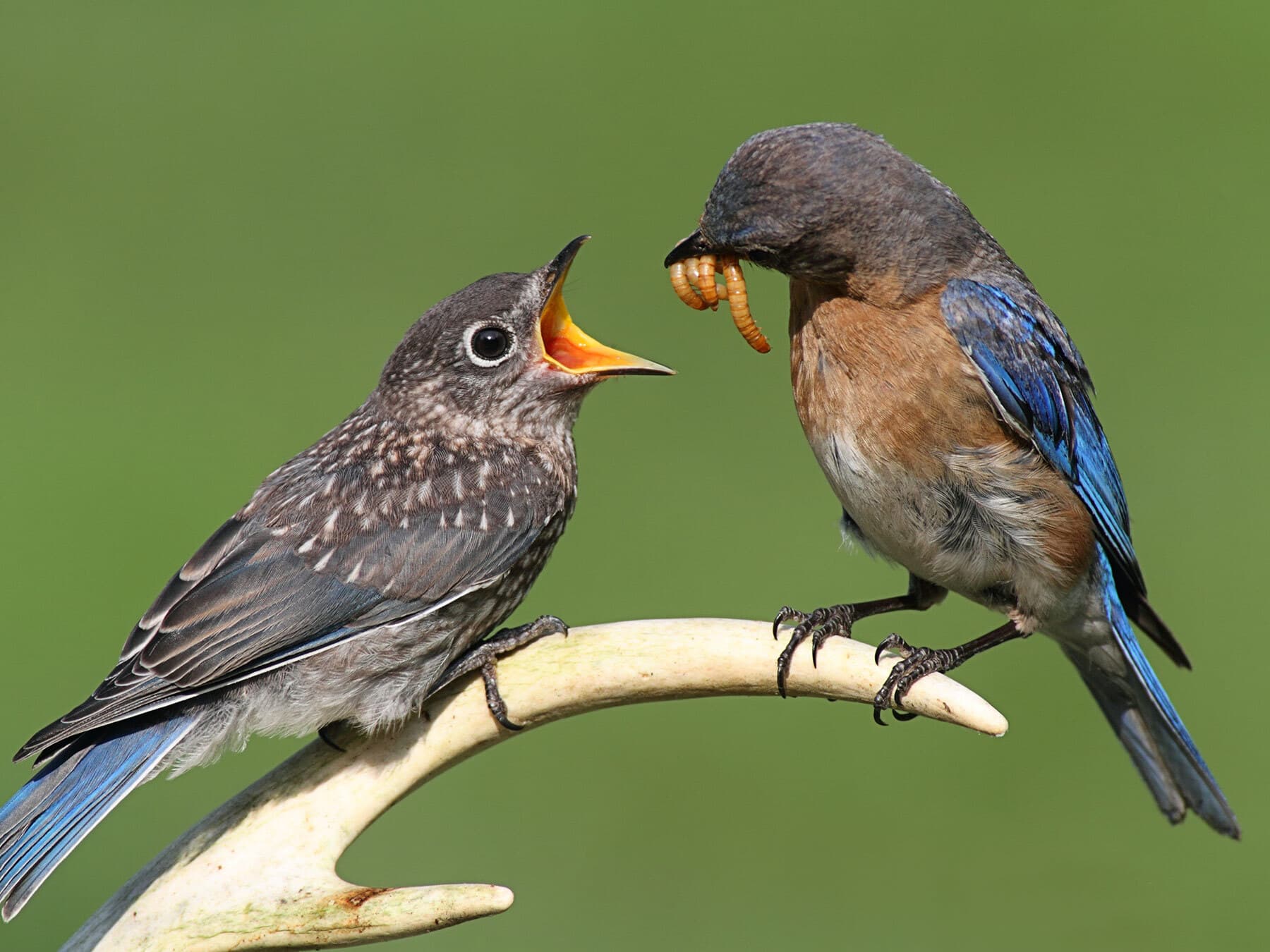 Eastern bluebird feeding chick