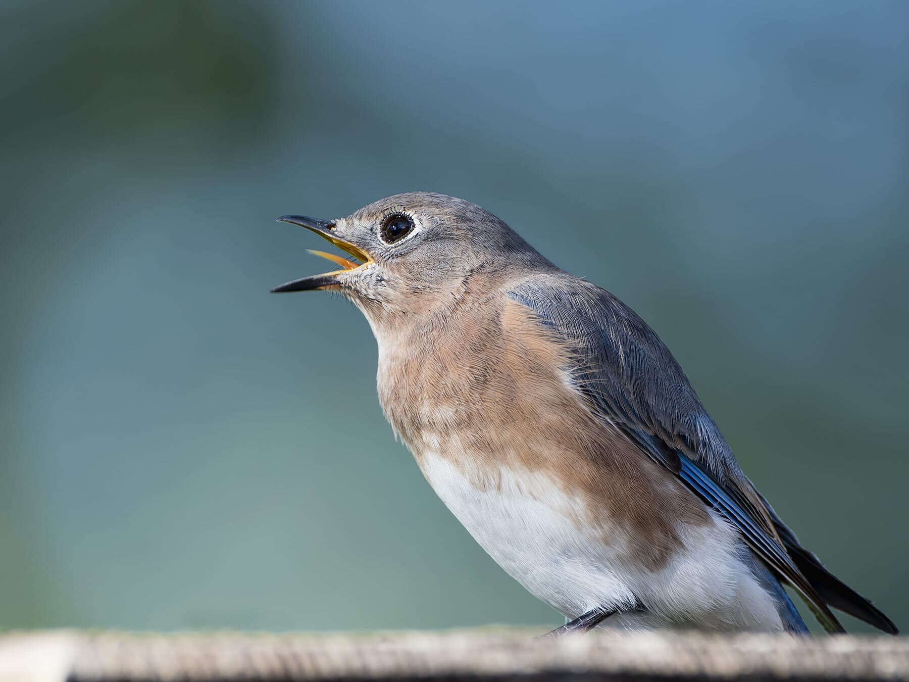 Eastern bluebird tongue