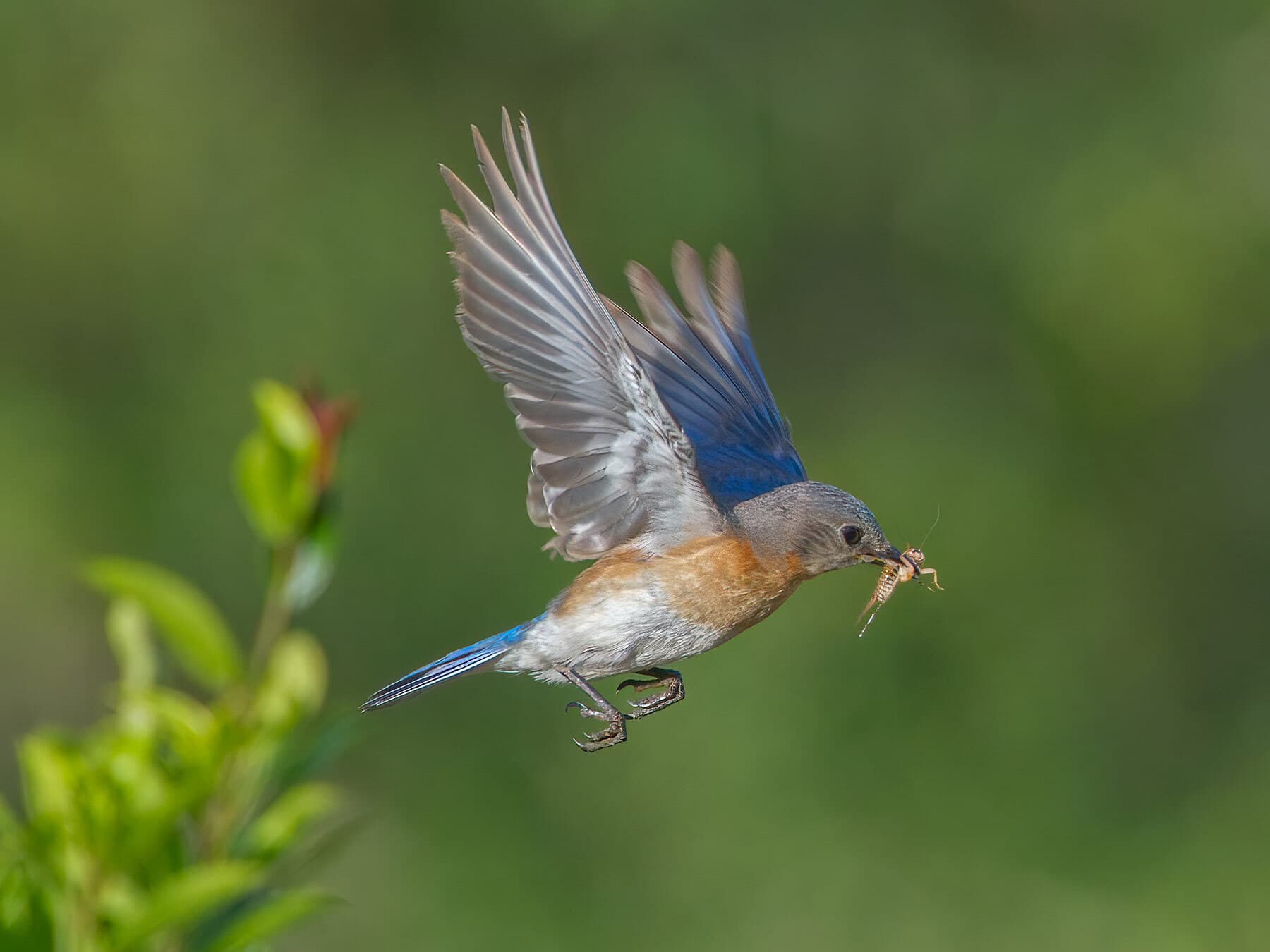 Eastern bluebird with cricket