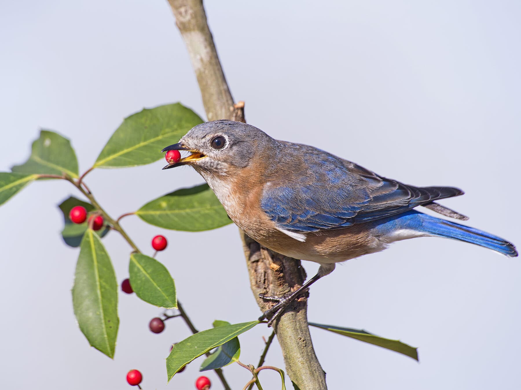 Eastern bluebird with holly berry