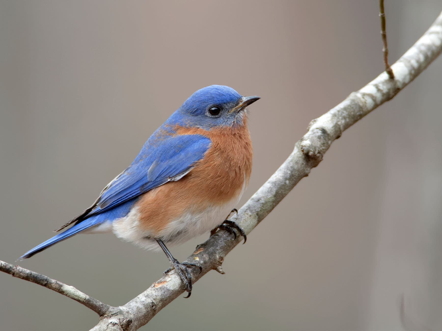 Eastern Bluebird