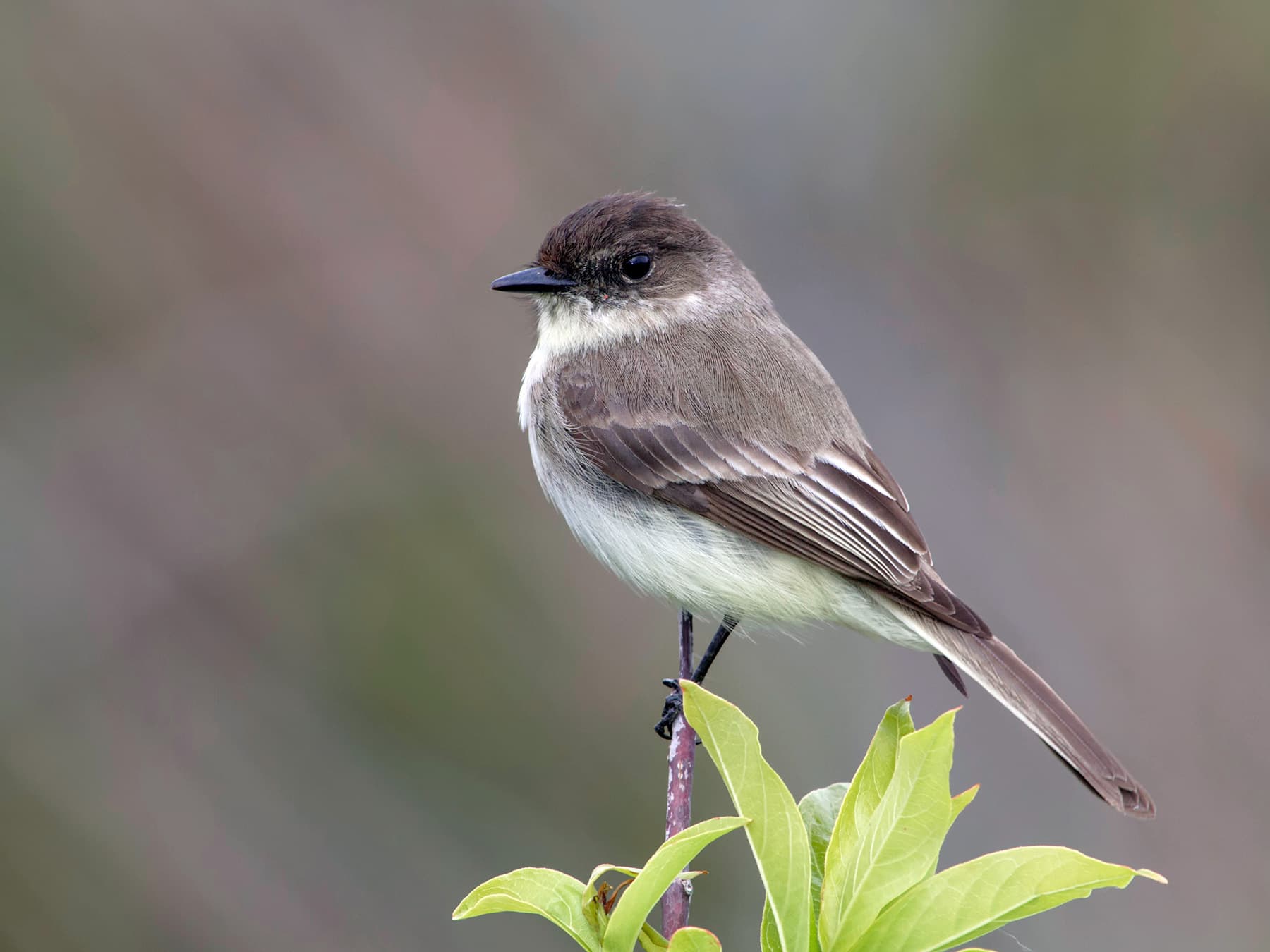 Eastern phoebe perched in bush