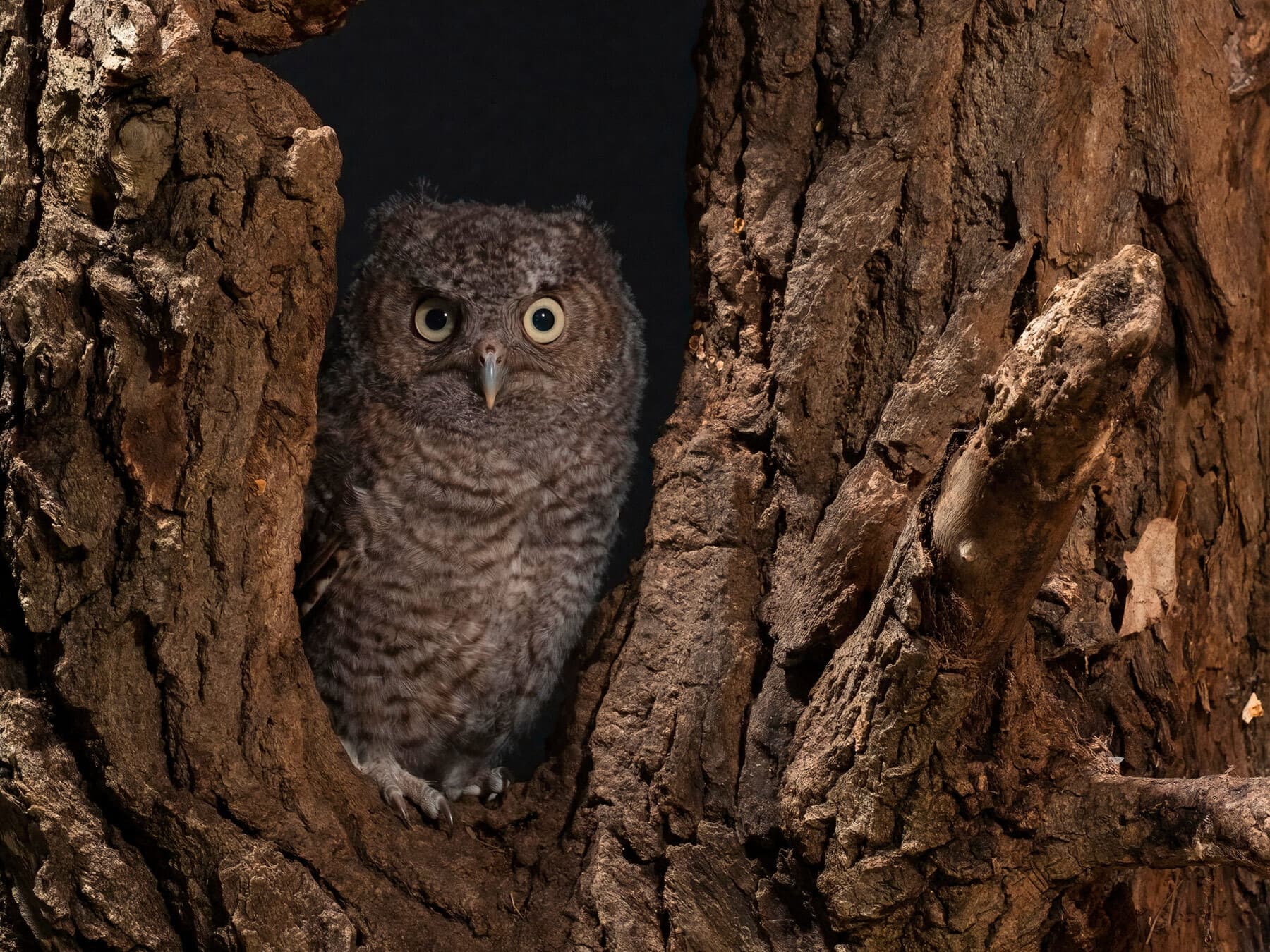Eastern screech owl chick