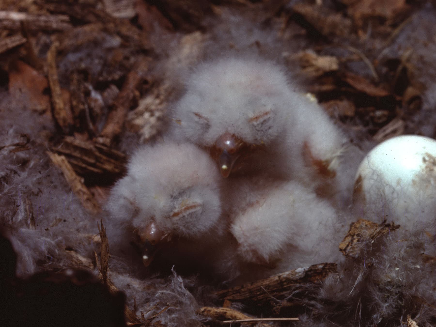 Eastern screech owl chicks