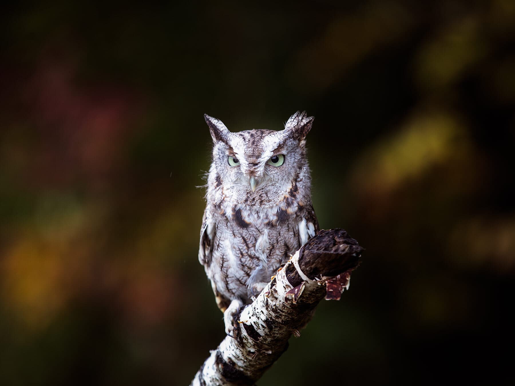 Eastern screech owl one