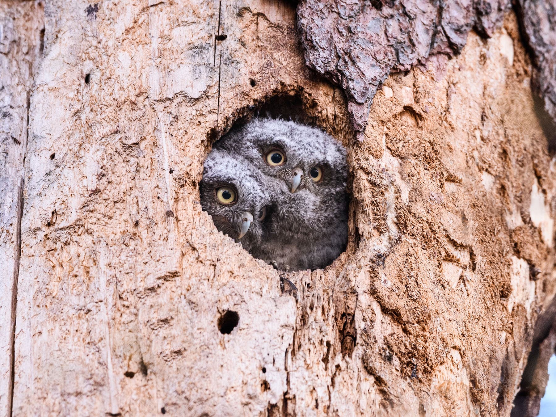 Eastern screech owl owlets