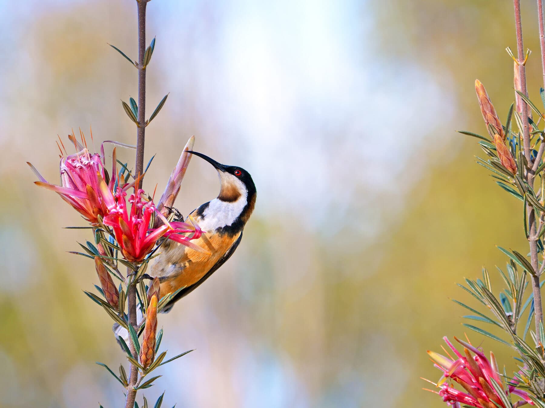 Eastern spinebill nectar