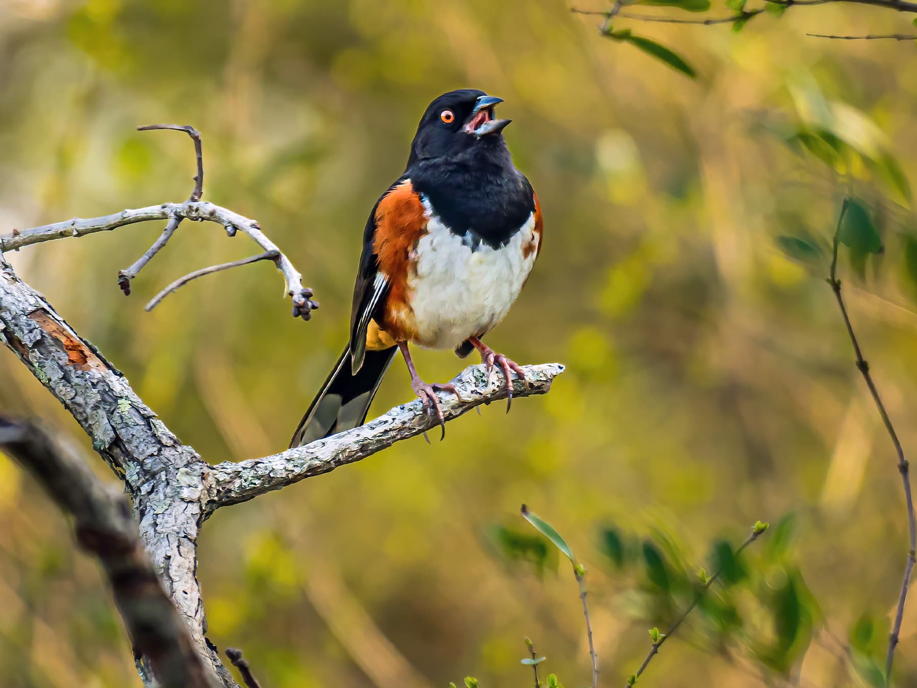 Eastern towhee in song