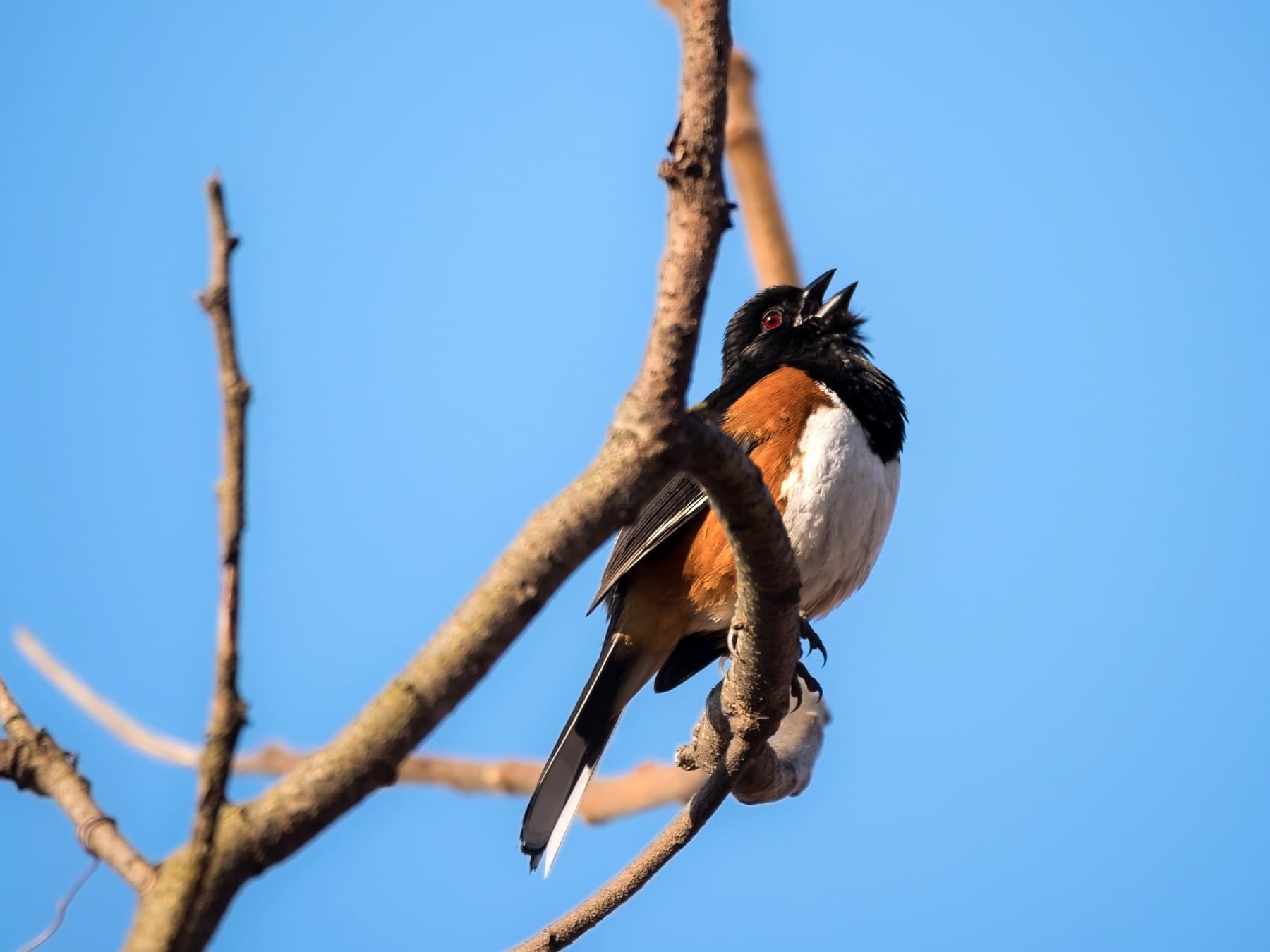 Eastern towhee singing on tree top branch