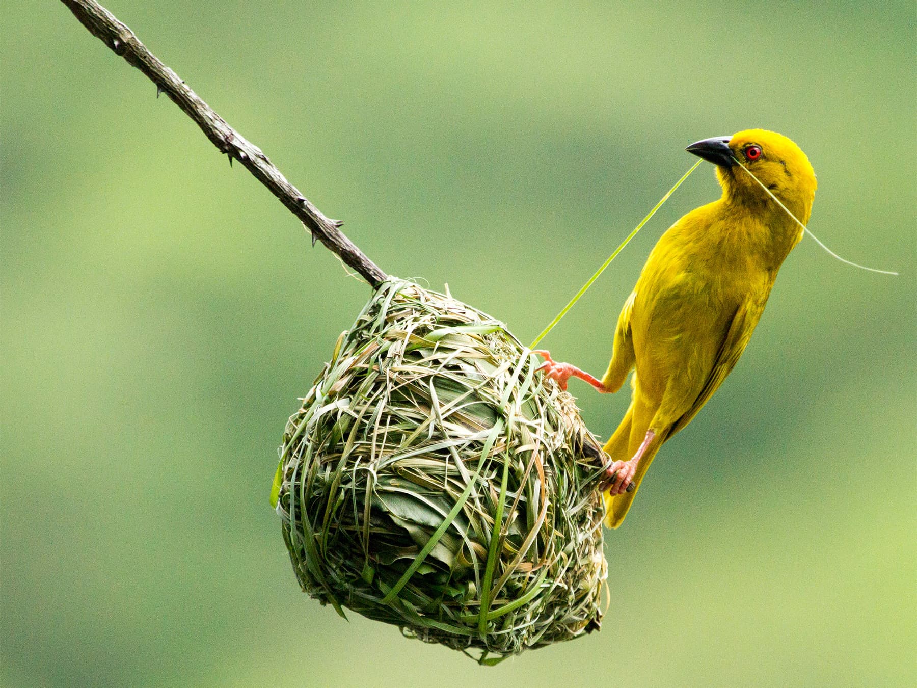 Eastern weaver weaving its nest