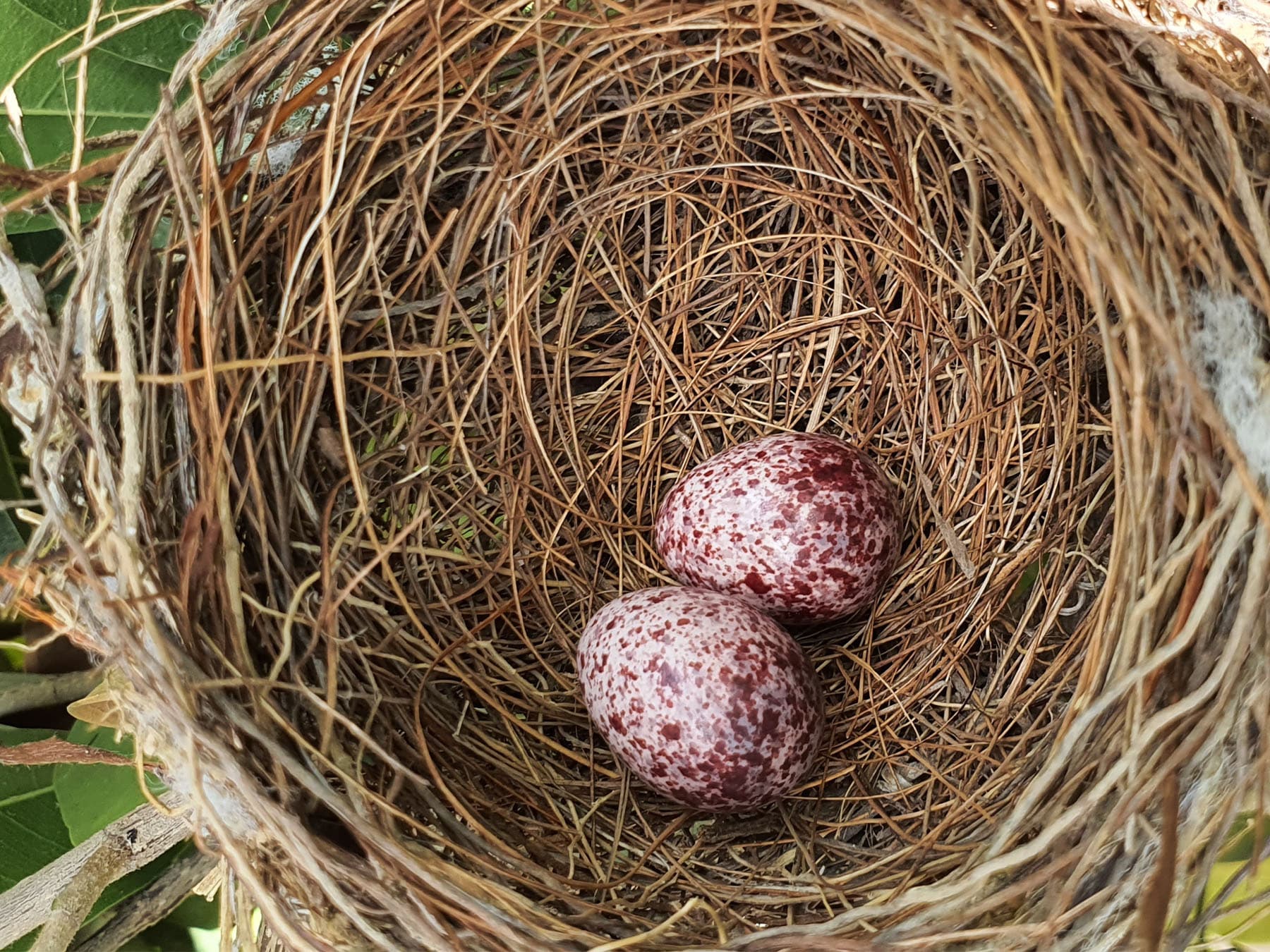 Egg Laying and Incubation