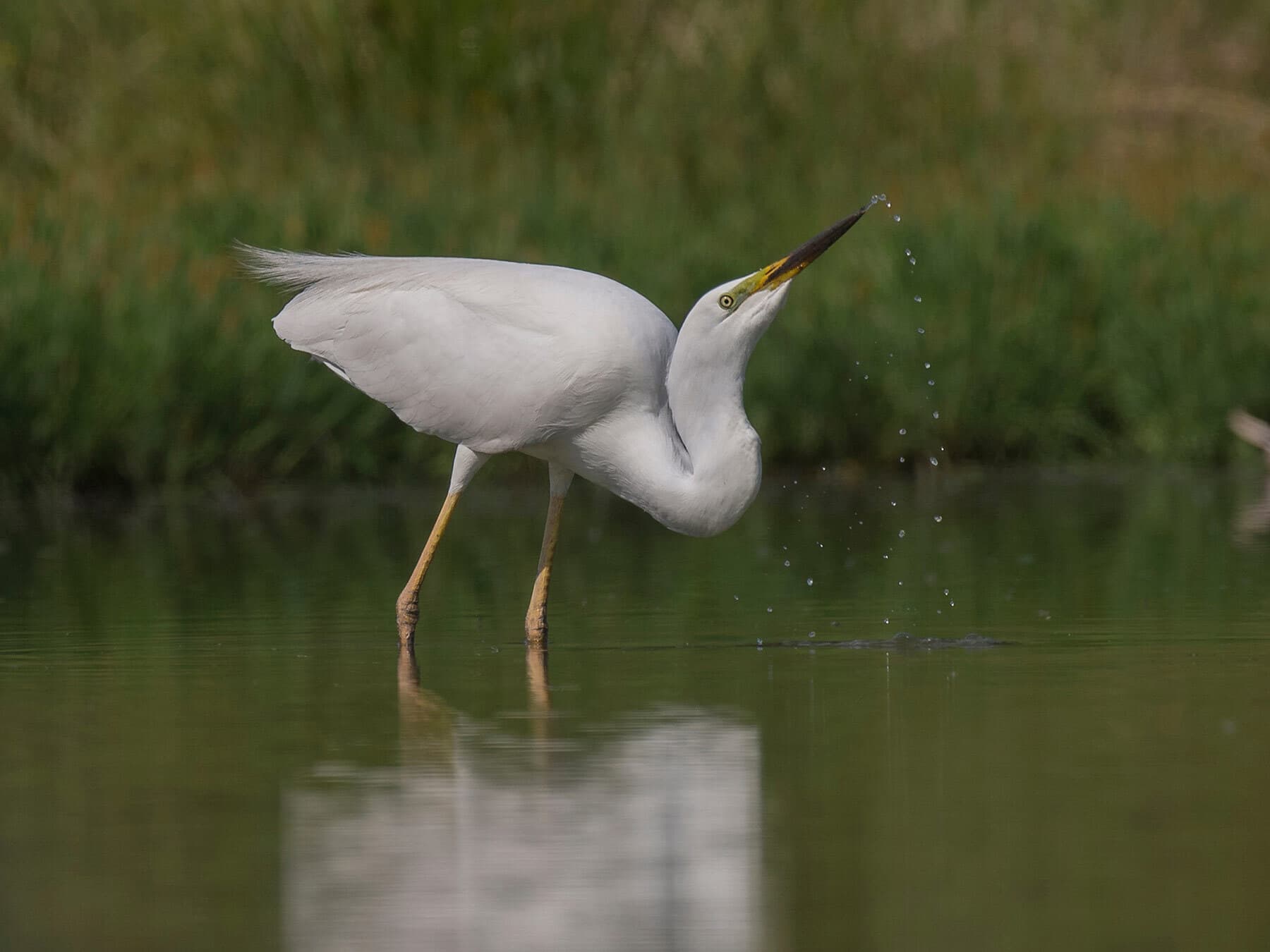 Egret drinking water