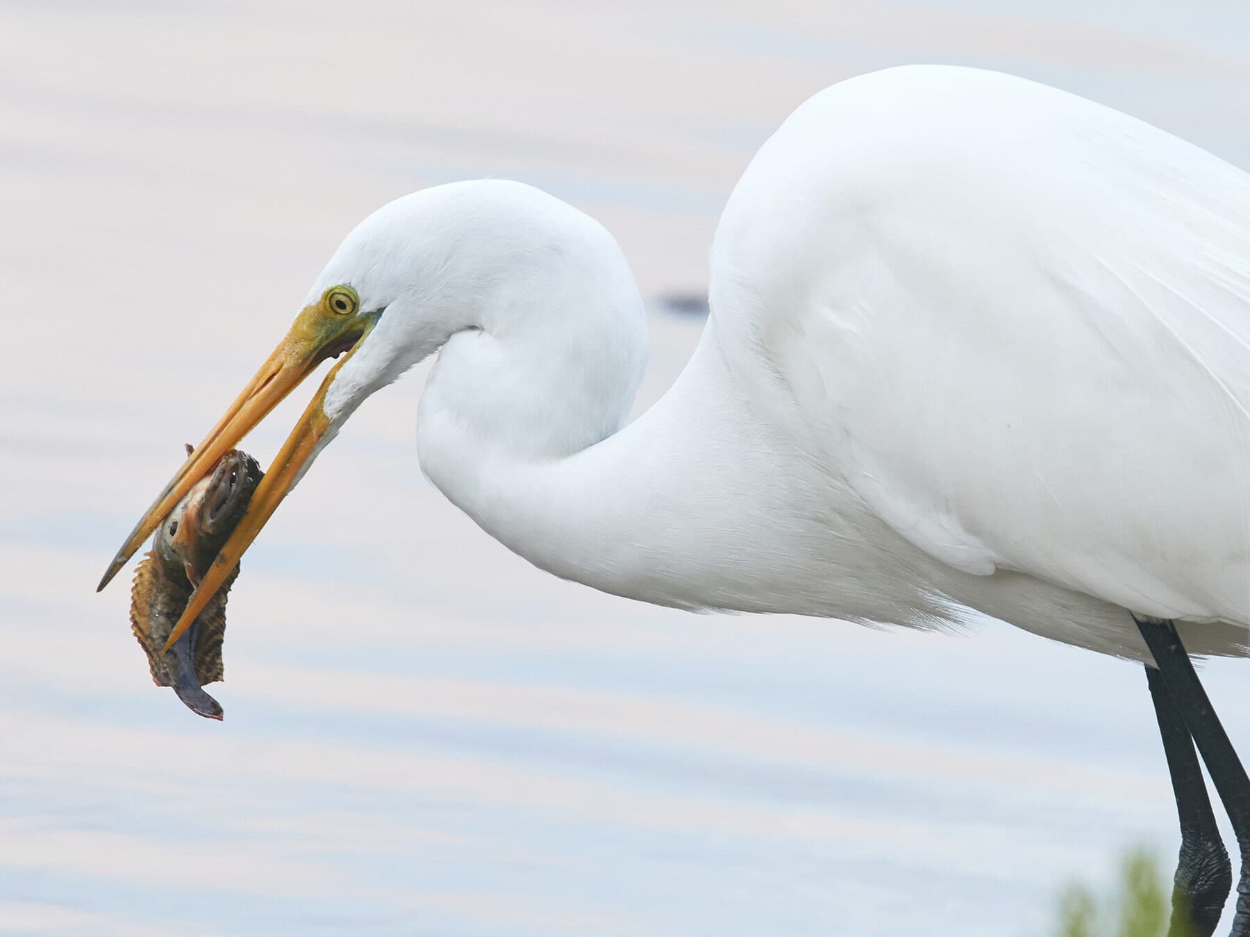 Egret eating a fish