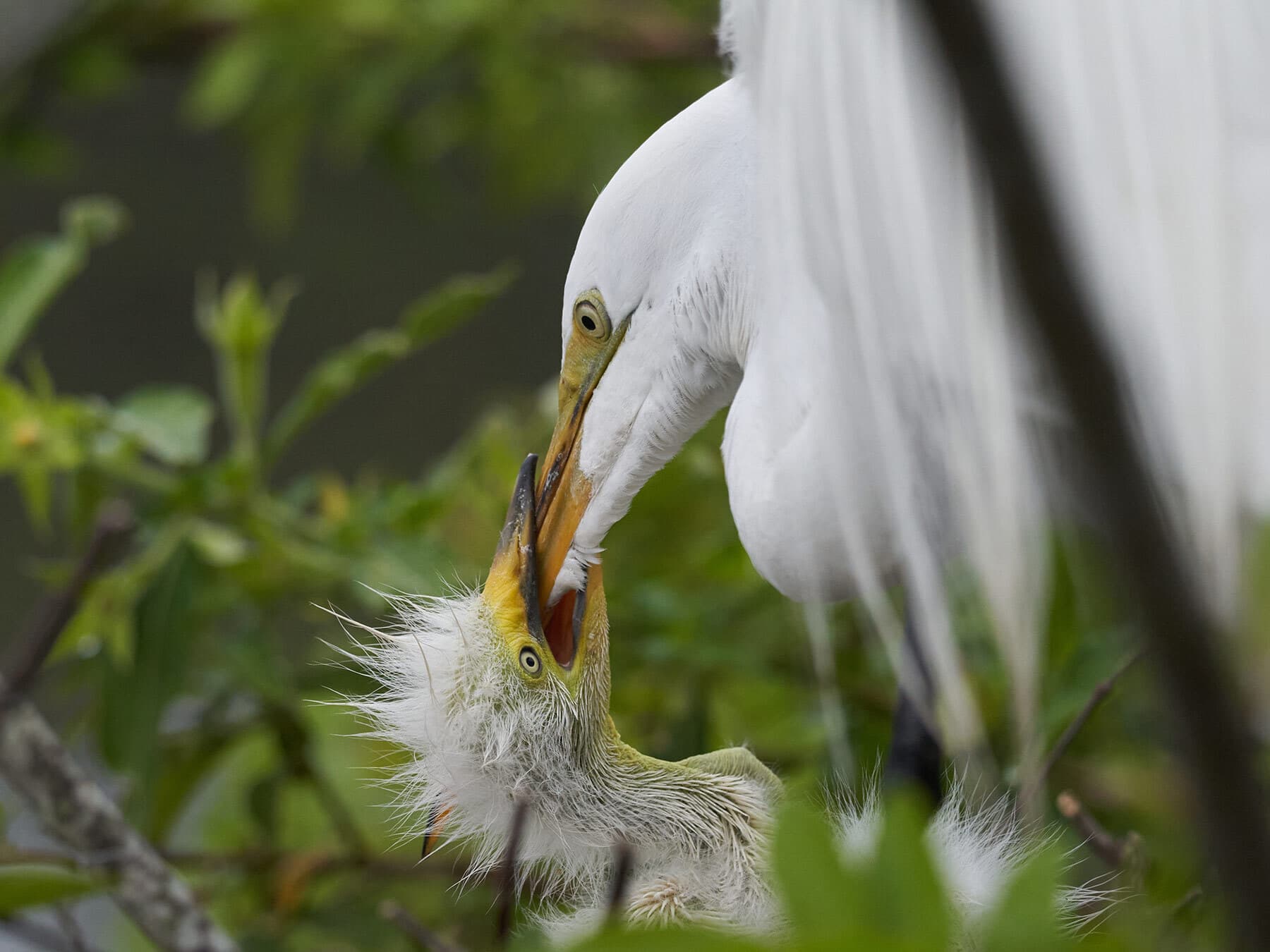 Egret feeding chick