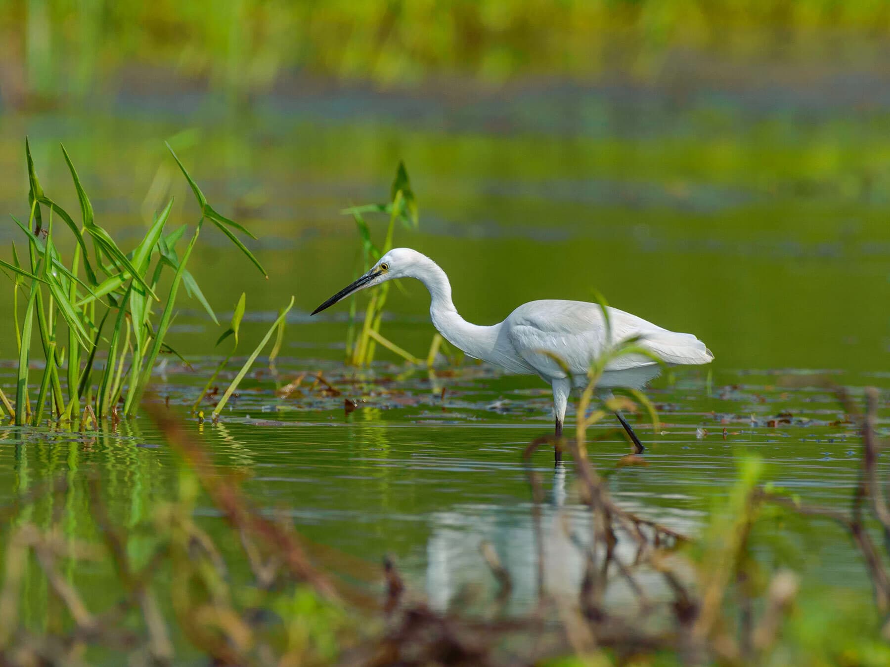 Egret foraging
