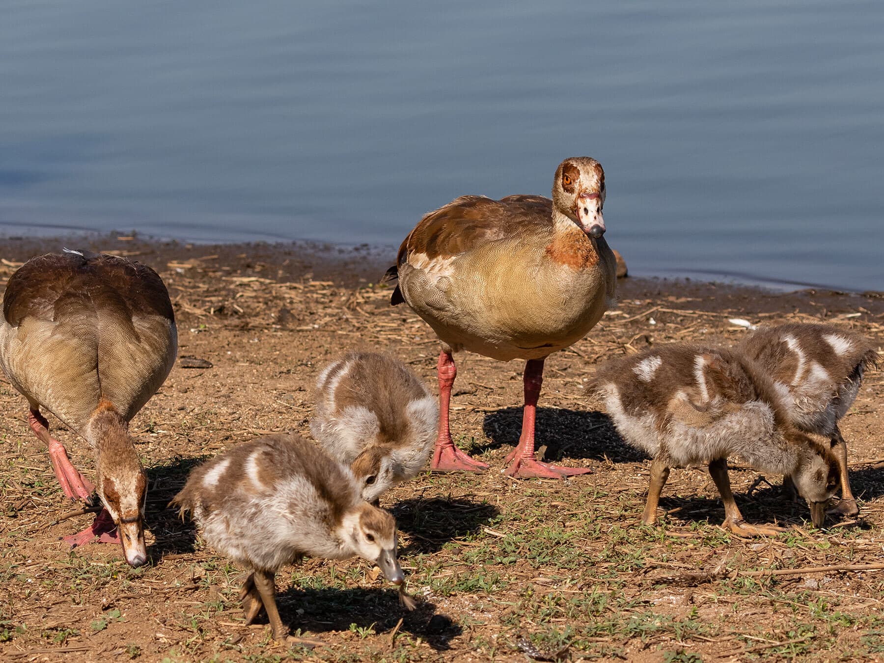 Egyptian goose family foraging