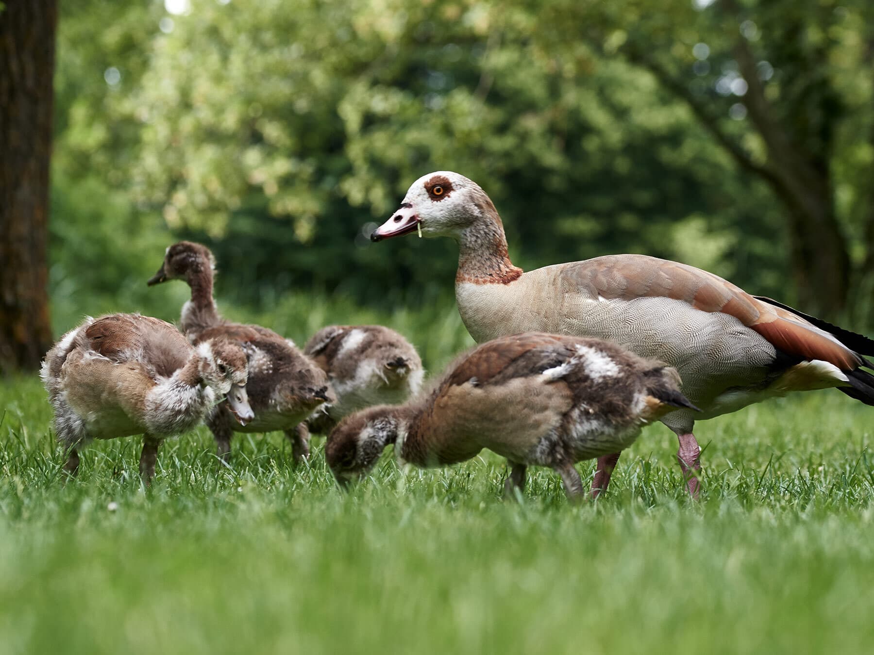 Egyptian goose family