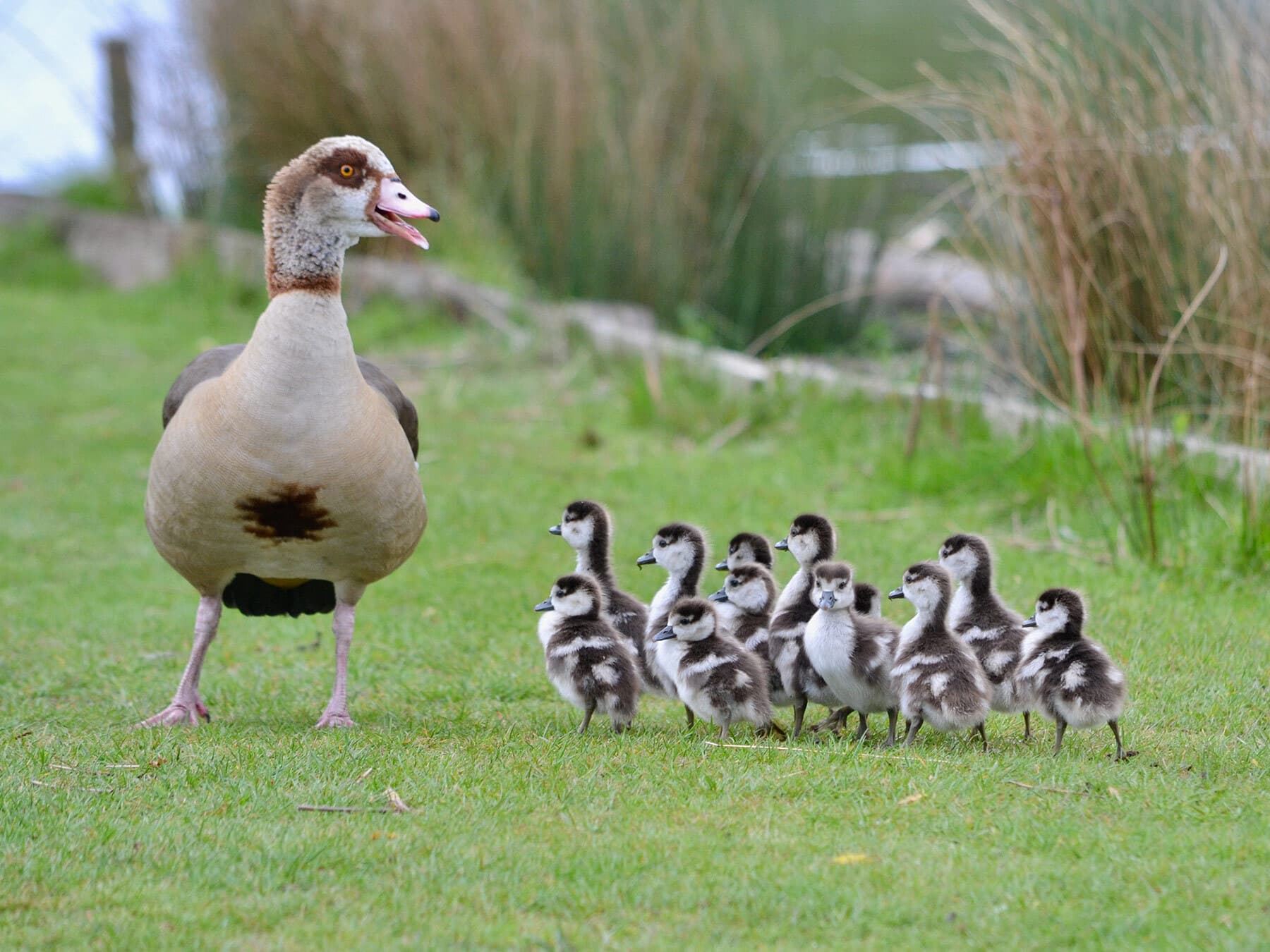 Egyptian goose with goslings