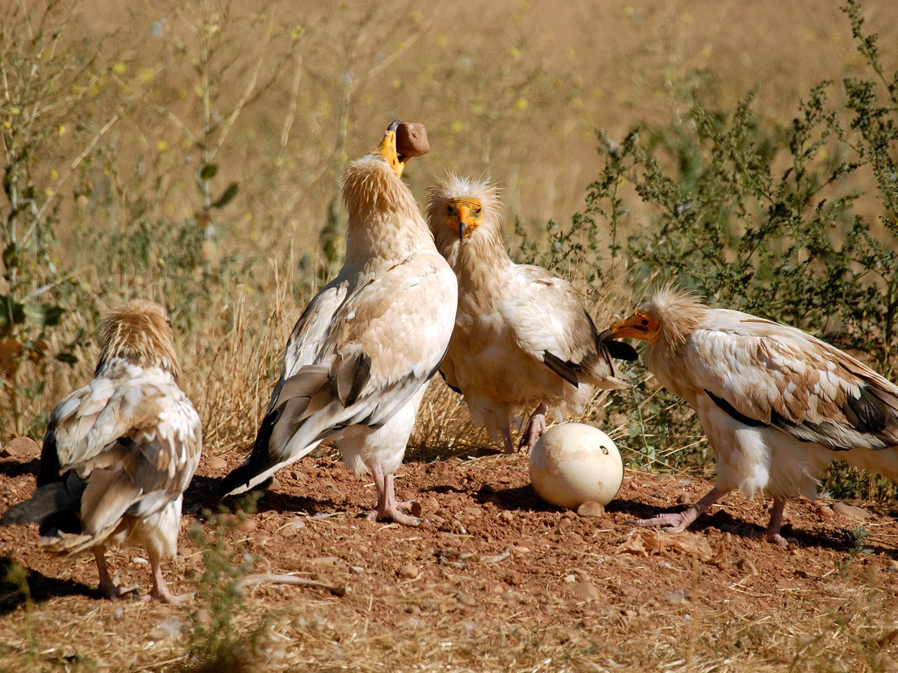 Egyptian vultures breaking ostrich eggs