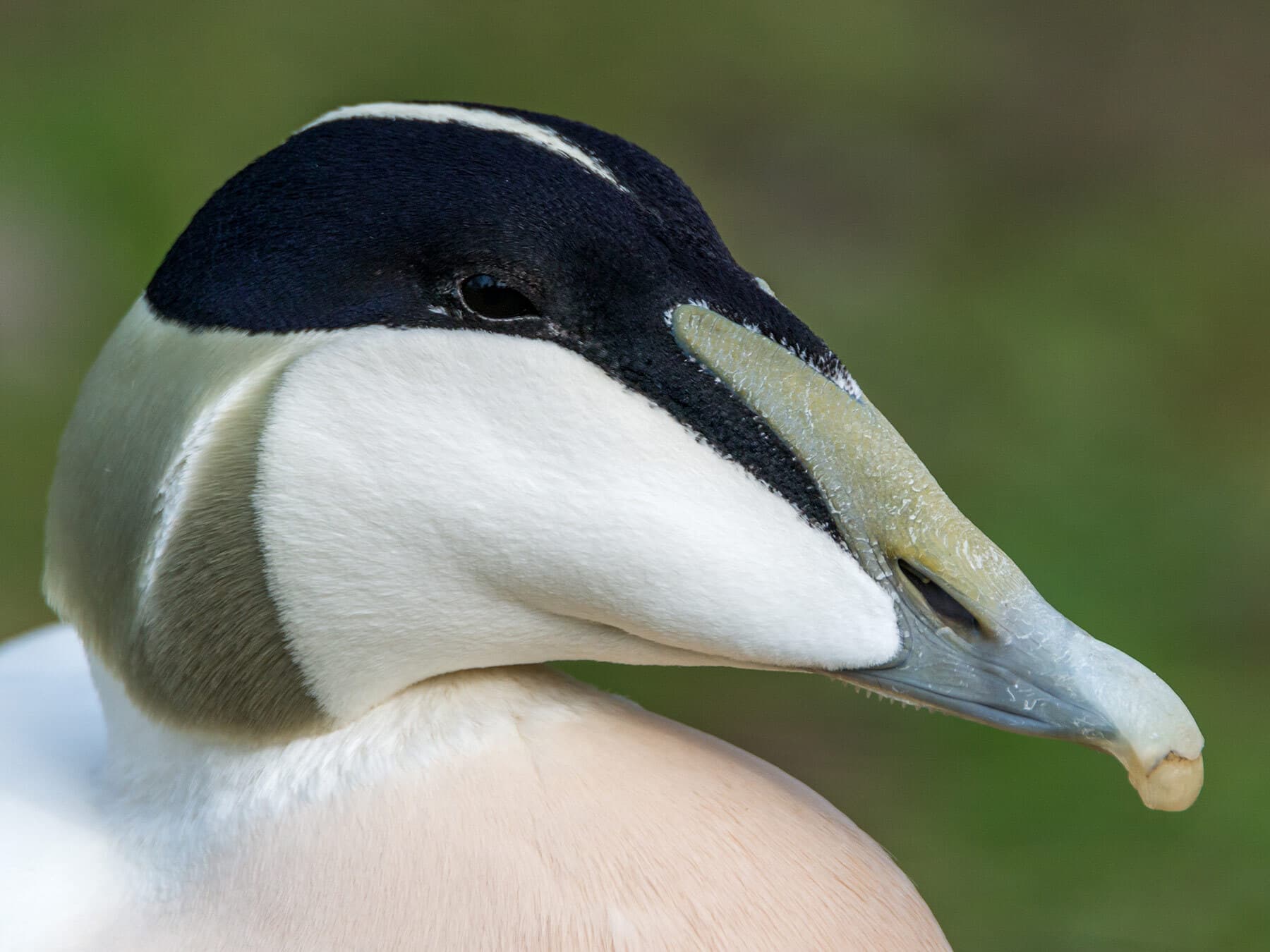Close up of an Eider
