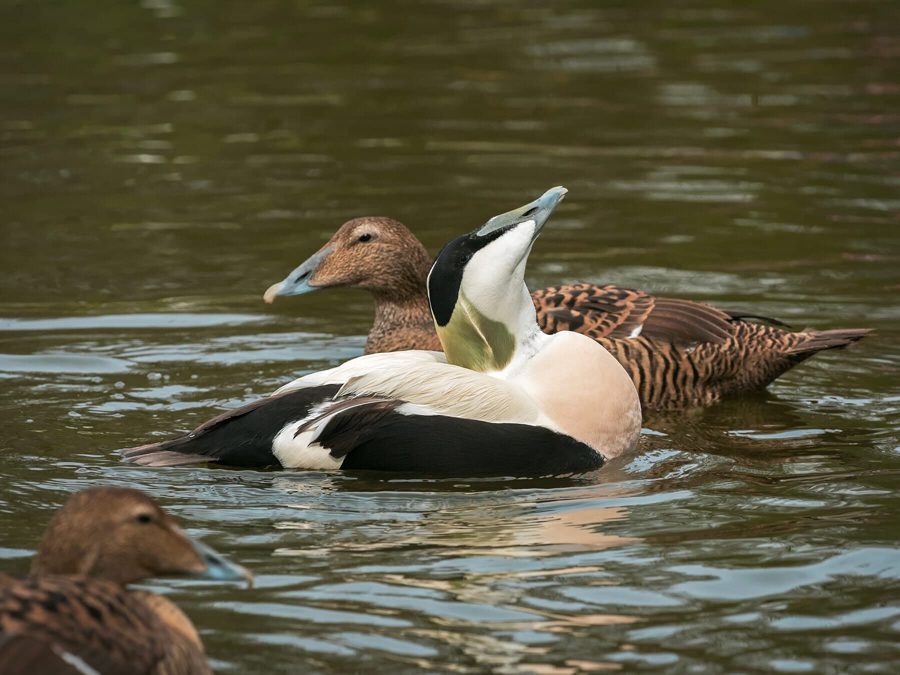 Eider duck pair