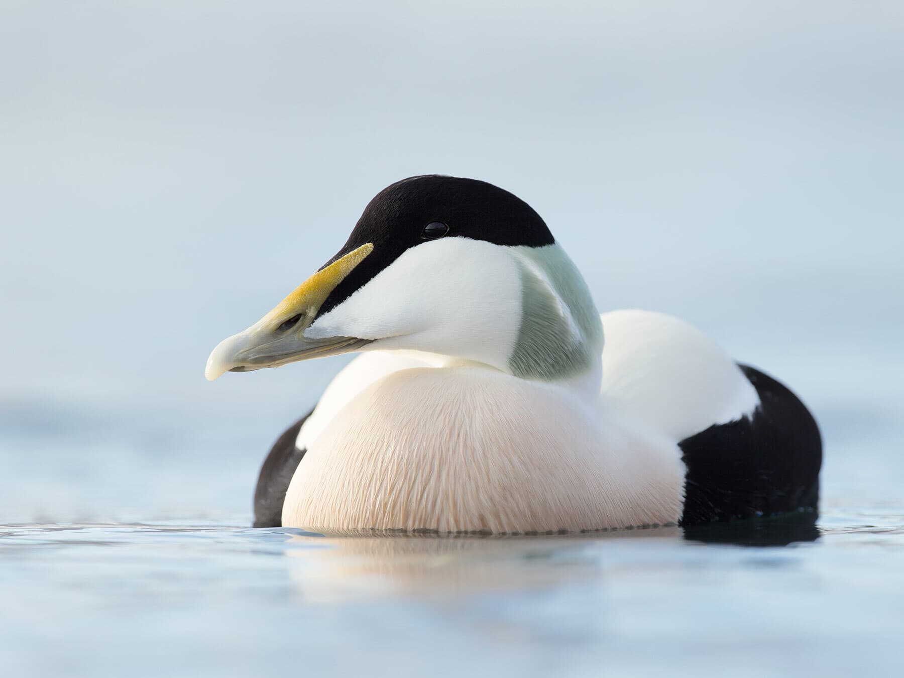 Eider duck