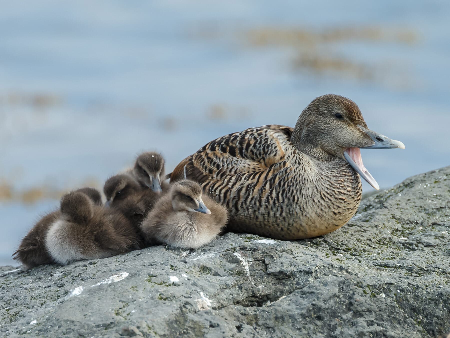 Female Eider duck with chicks