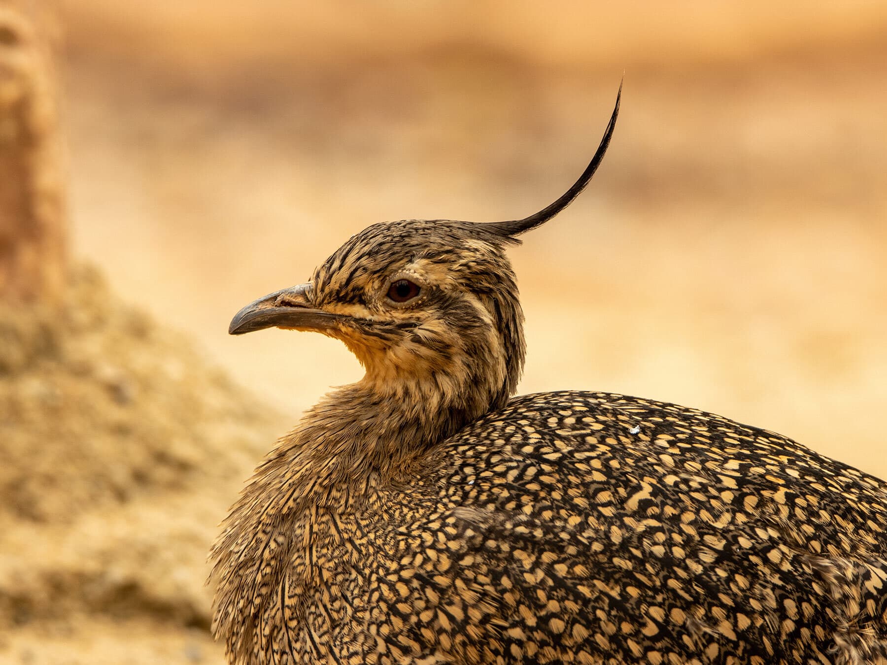 Elegant crested tinamou