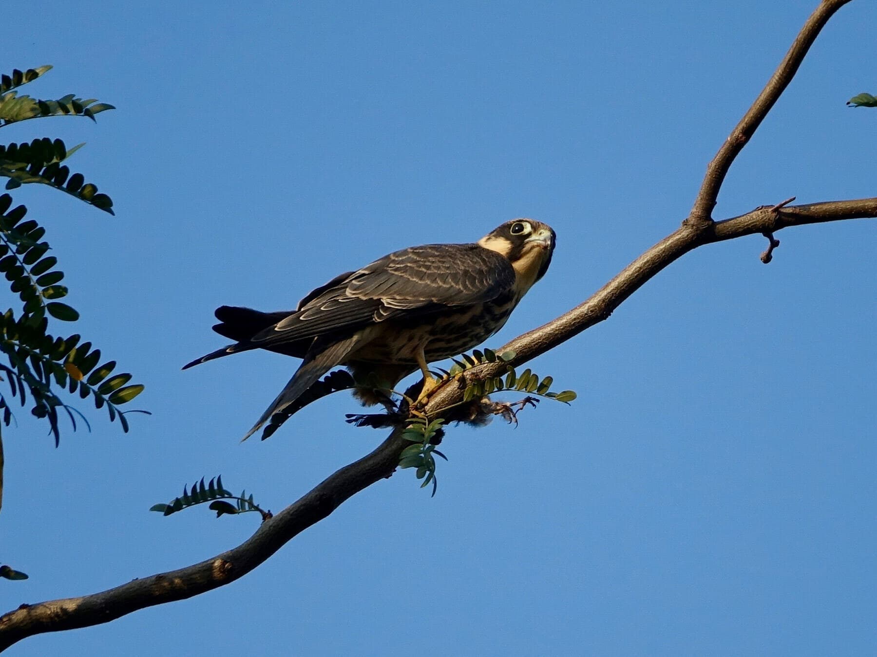 Eleonora’s Falcon perched in a tree