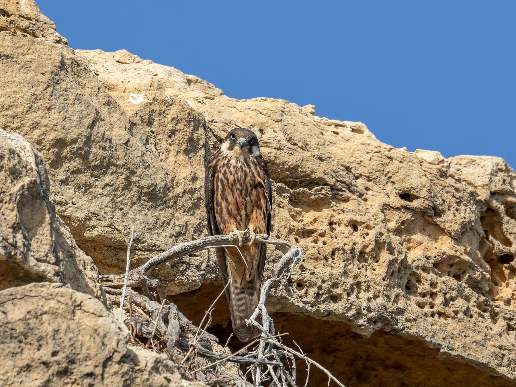 Eleonora’s Falcon perched