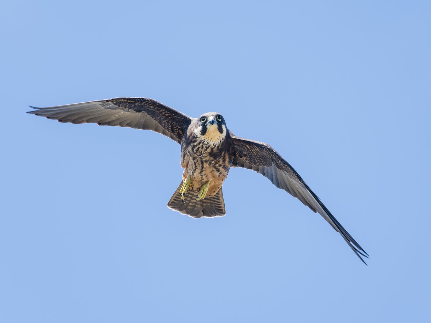 Eleonora’s Falcon in flight