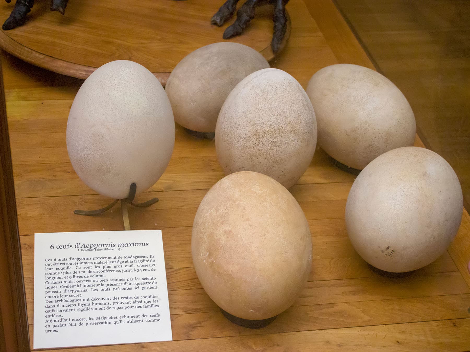 Elephant bird eggs