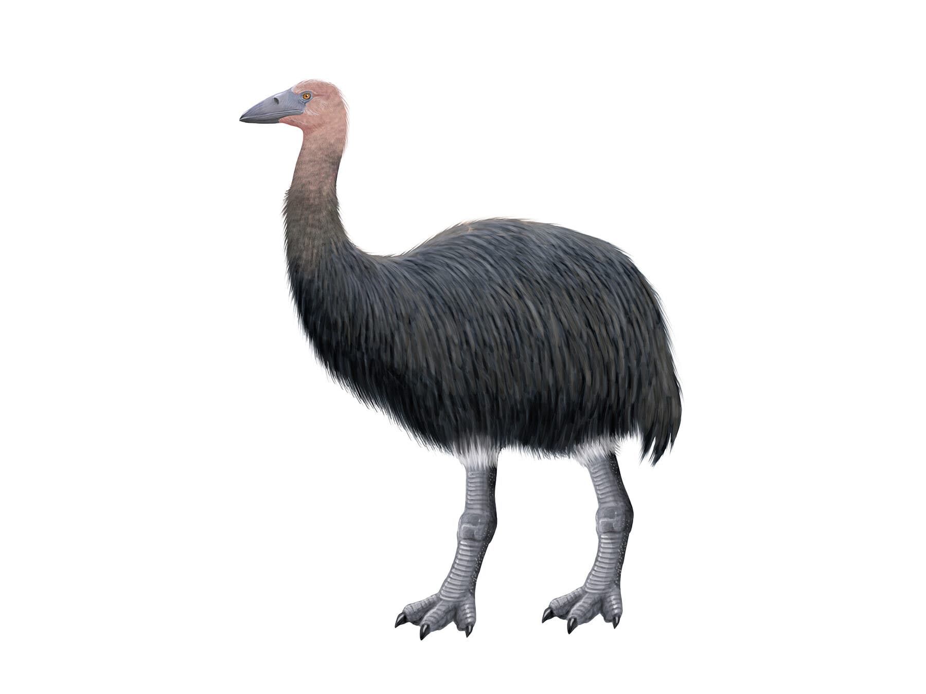 Elephant bird