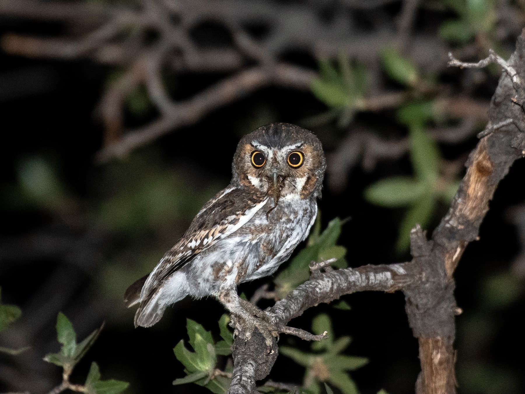 Elf Owl perching on a branch and feeding on an insect