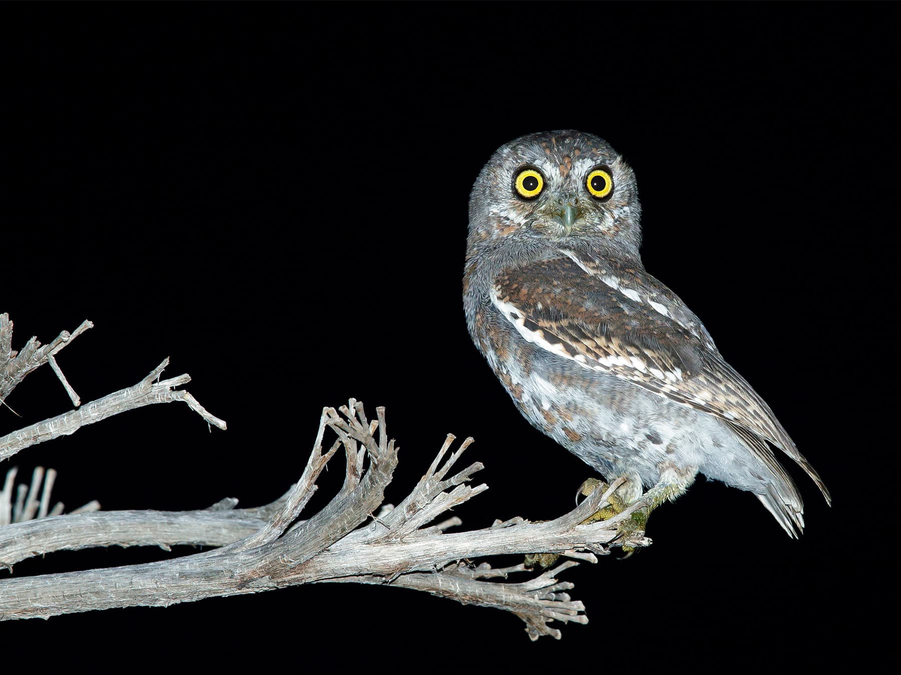 Elf Owl perching on a branch during the night