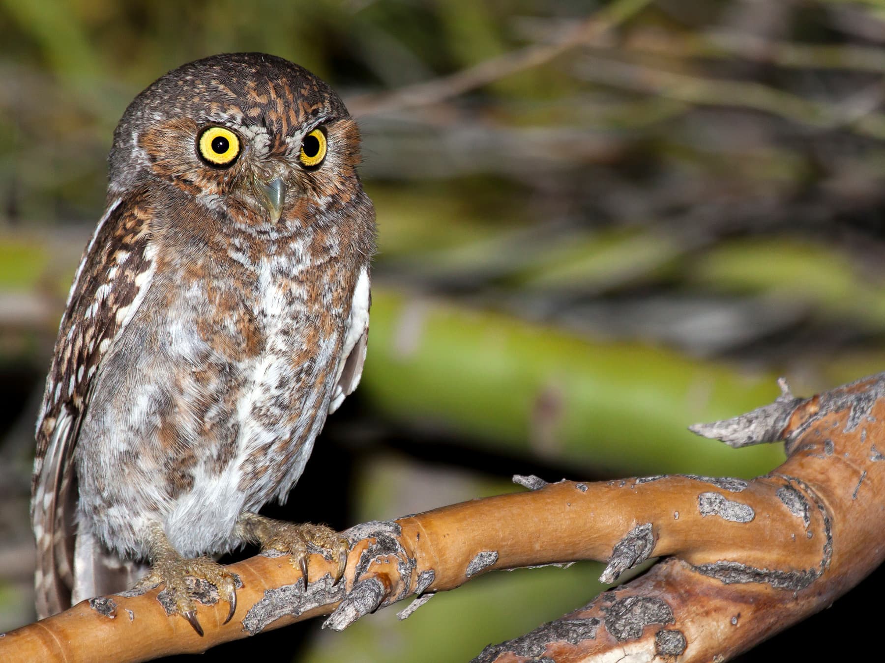 Elf owl perching on a branch in forest habitat