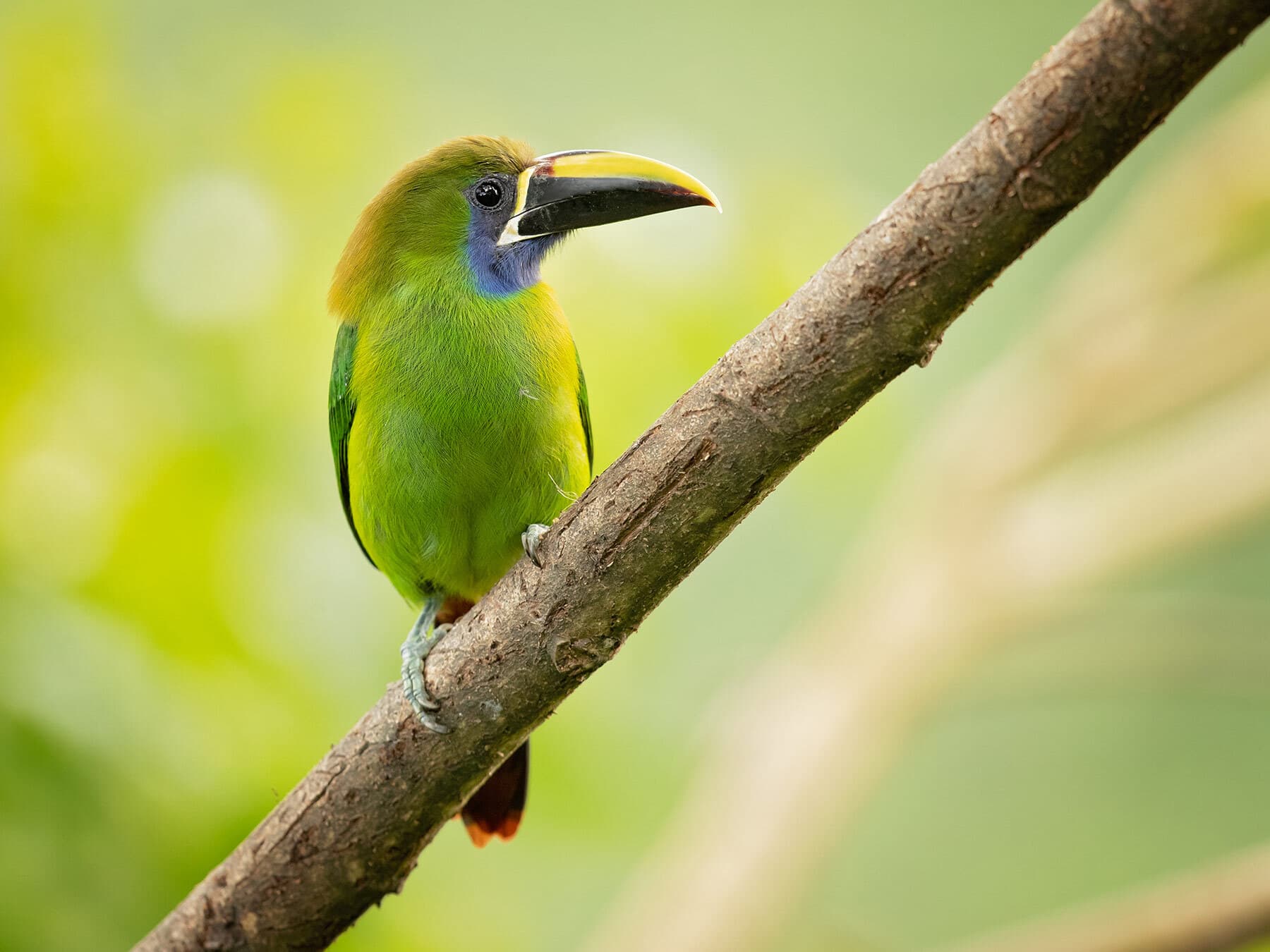 Emerald toucanet diet
