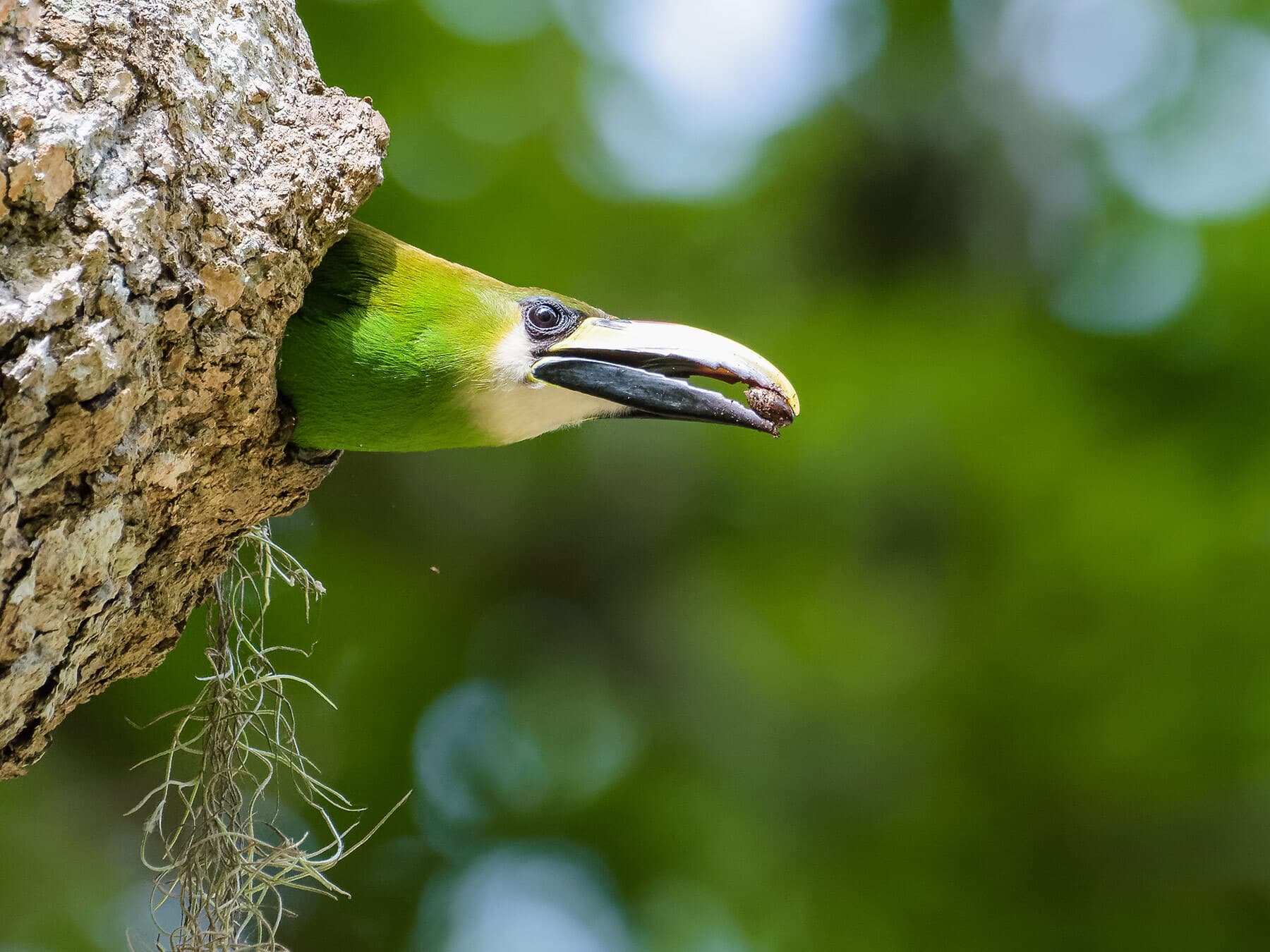 Emerald toucanet in nest
