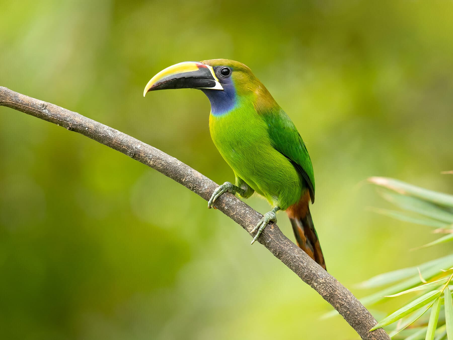 Emerald toucanet