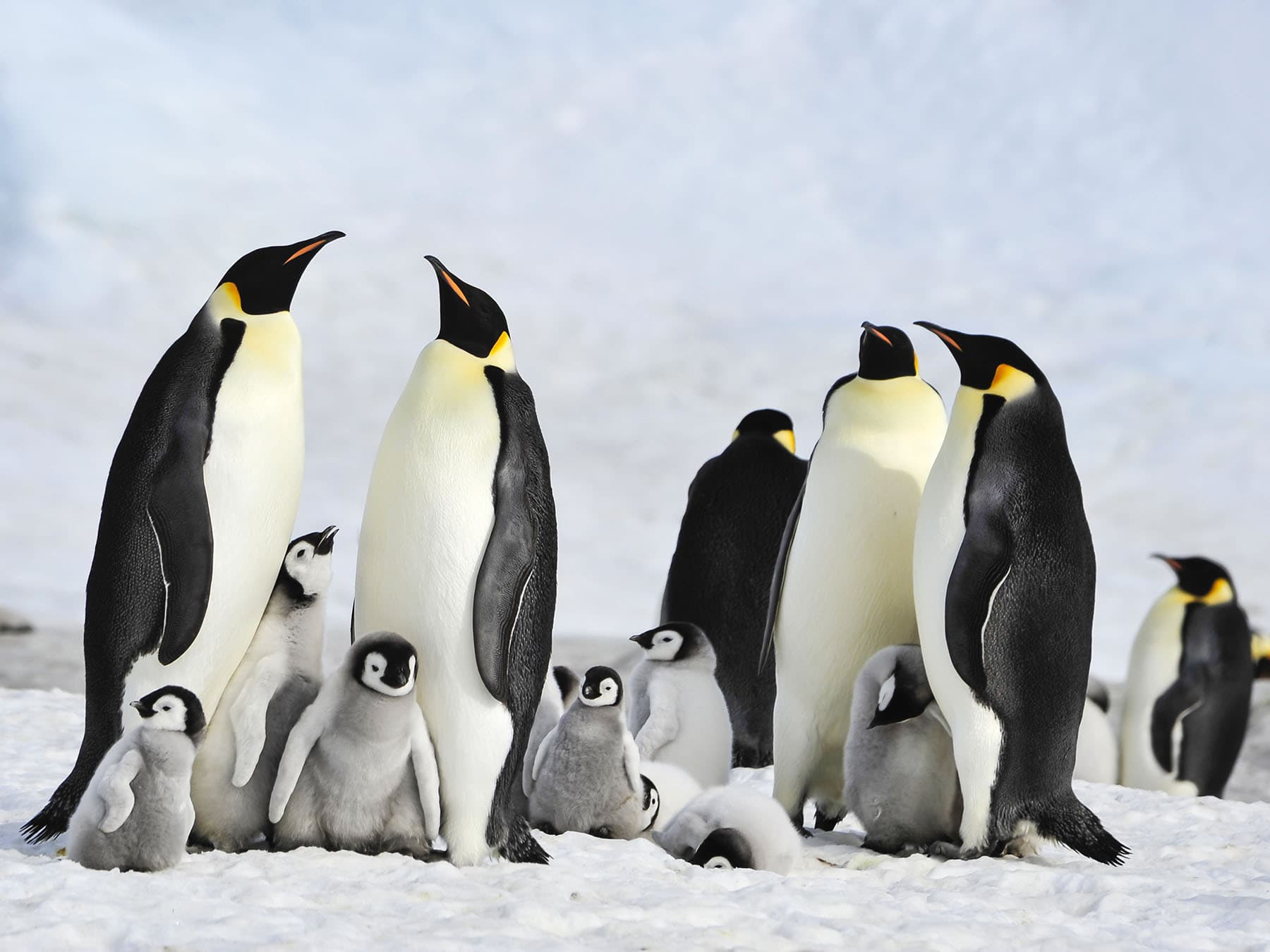 Emperor penguin breathing