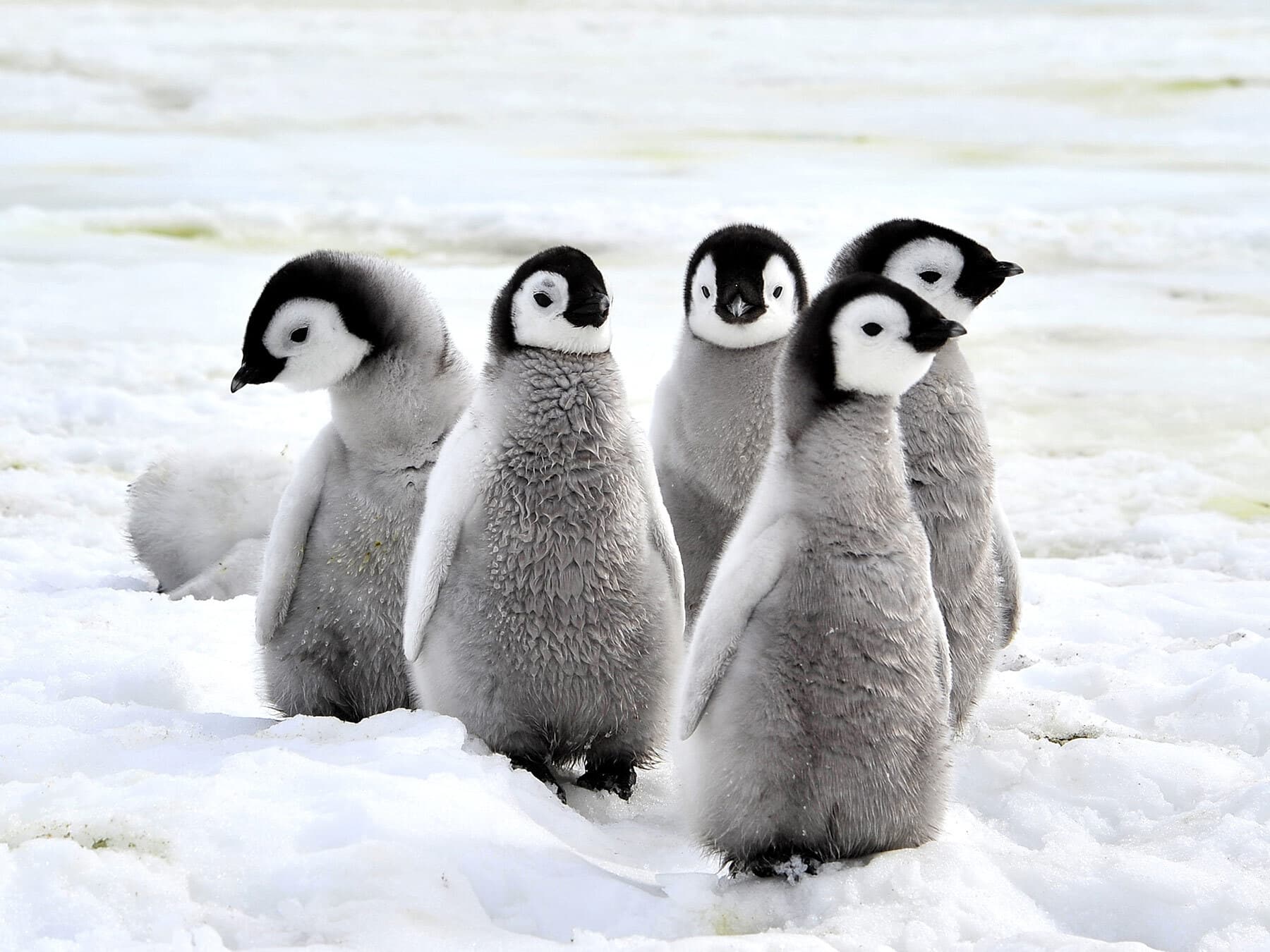 Emperor penguin chicks