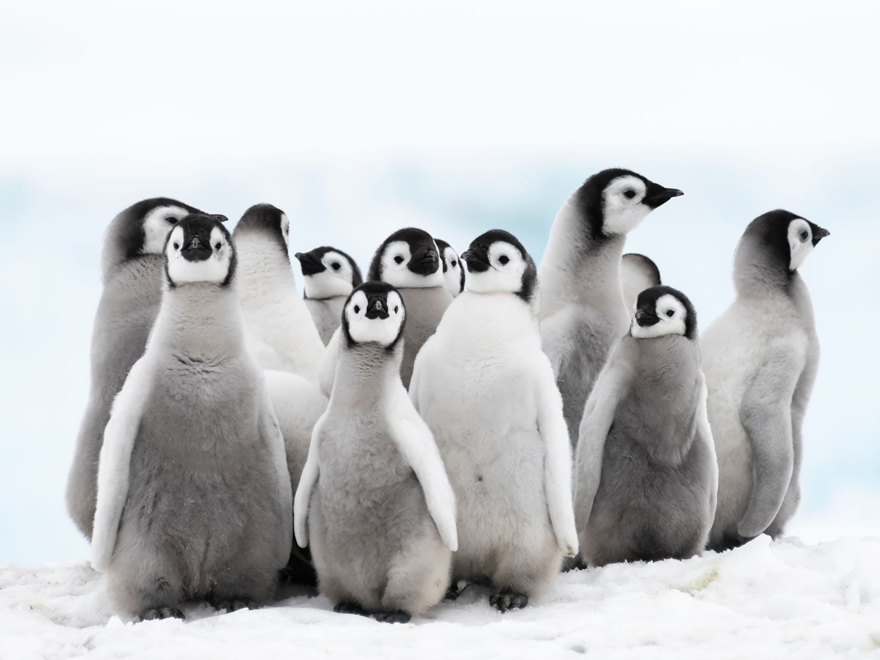 Emperor penguin chicks