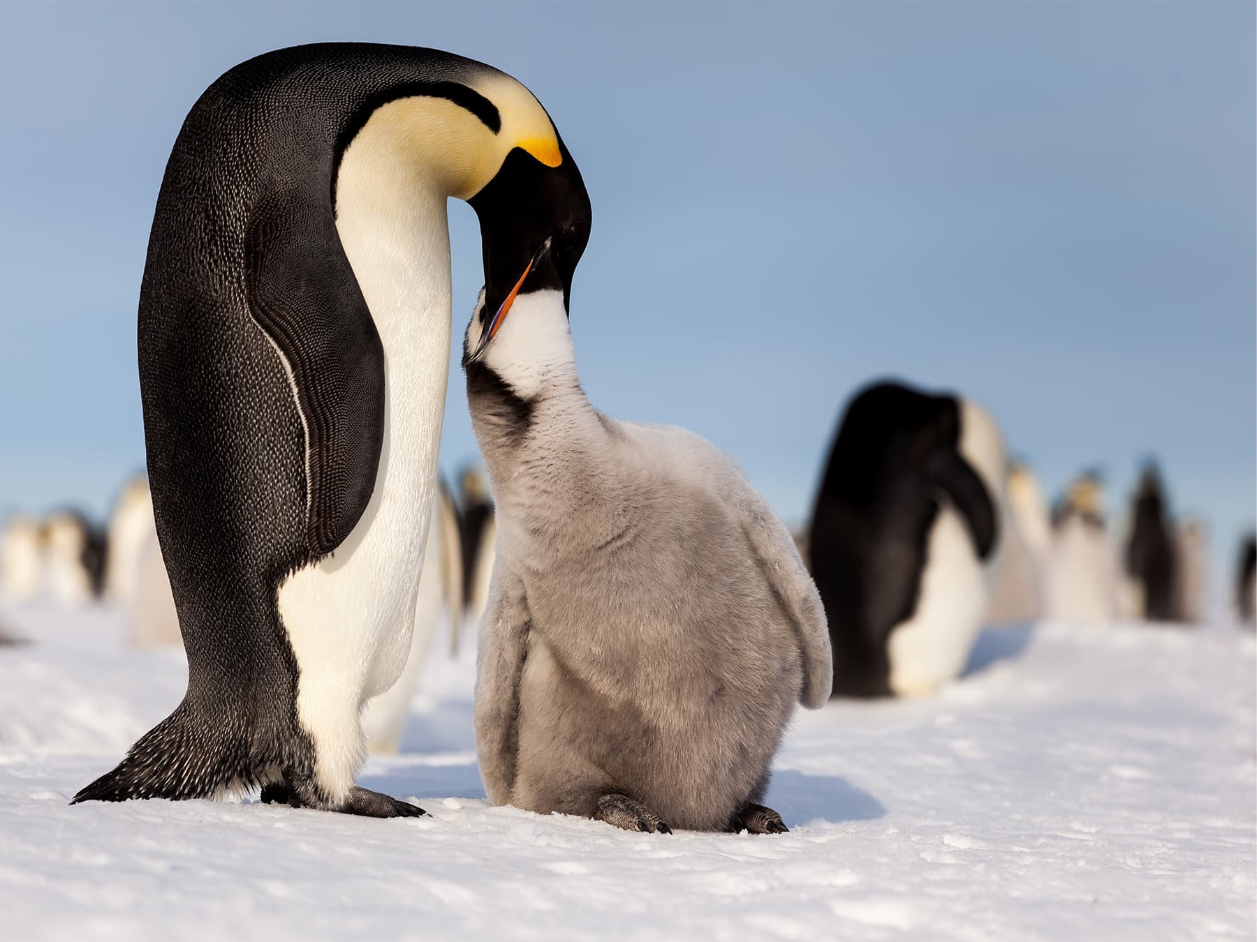 Emperor penguin feeding hungry chick