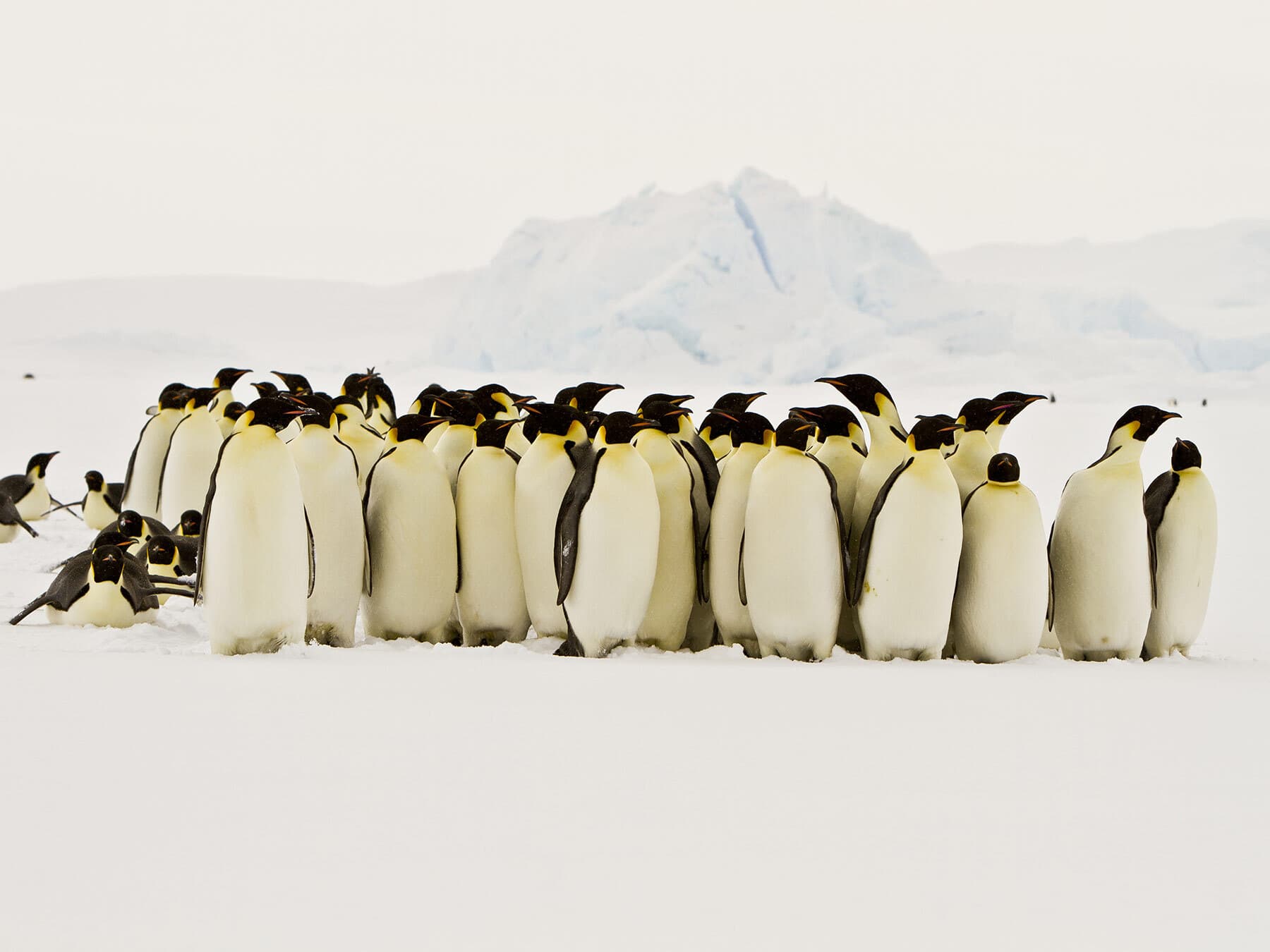 Emperor penguin huddle