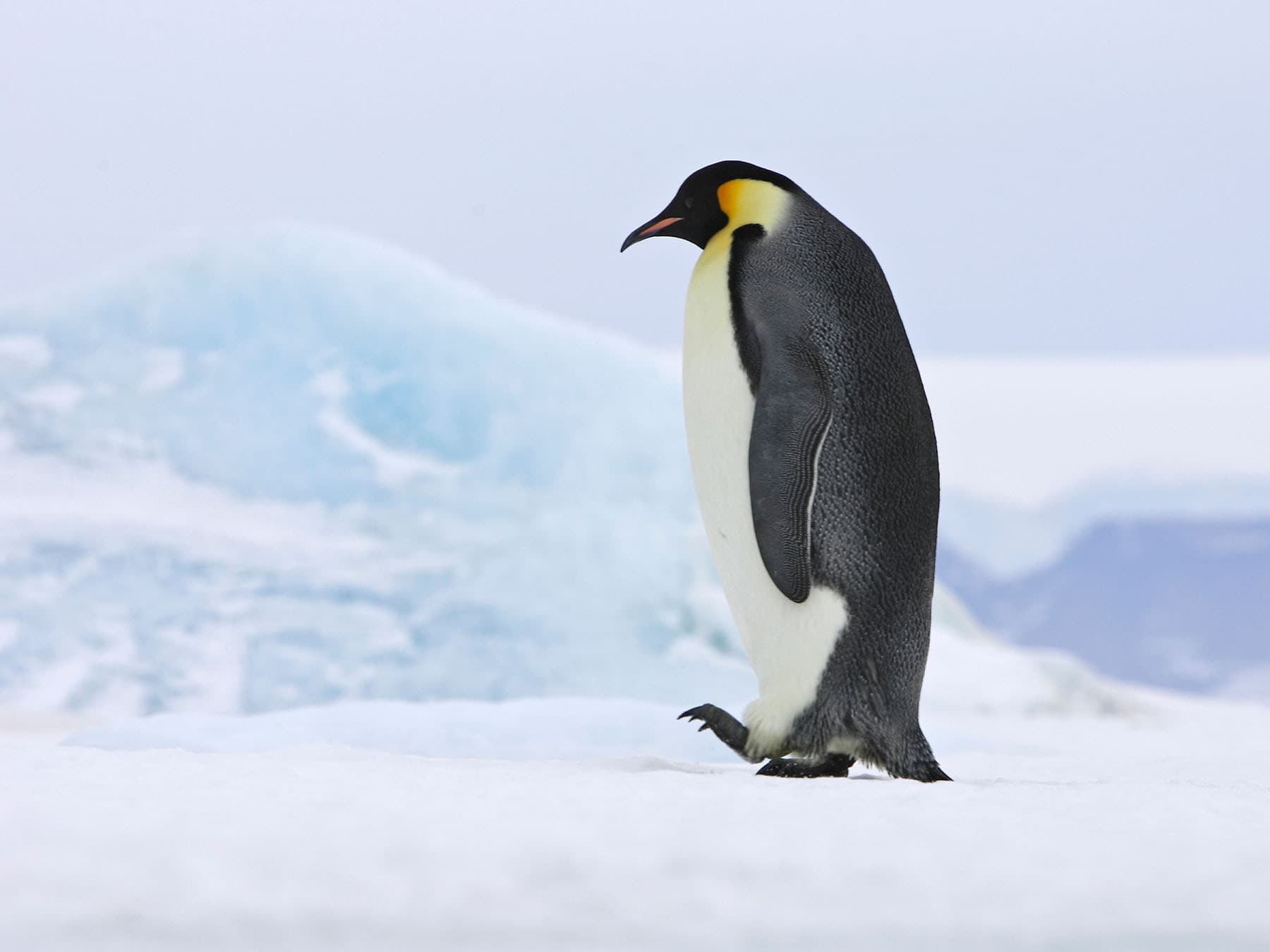 Emperor penguin walking
