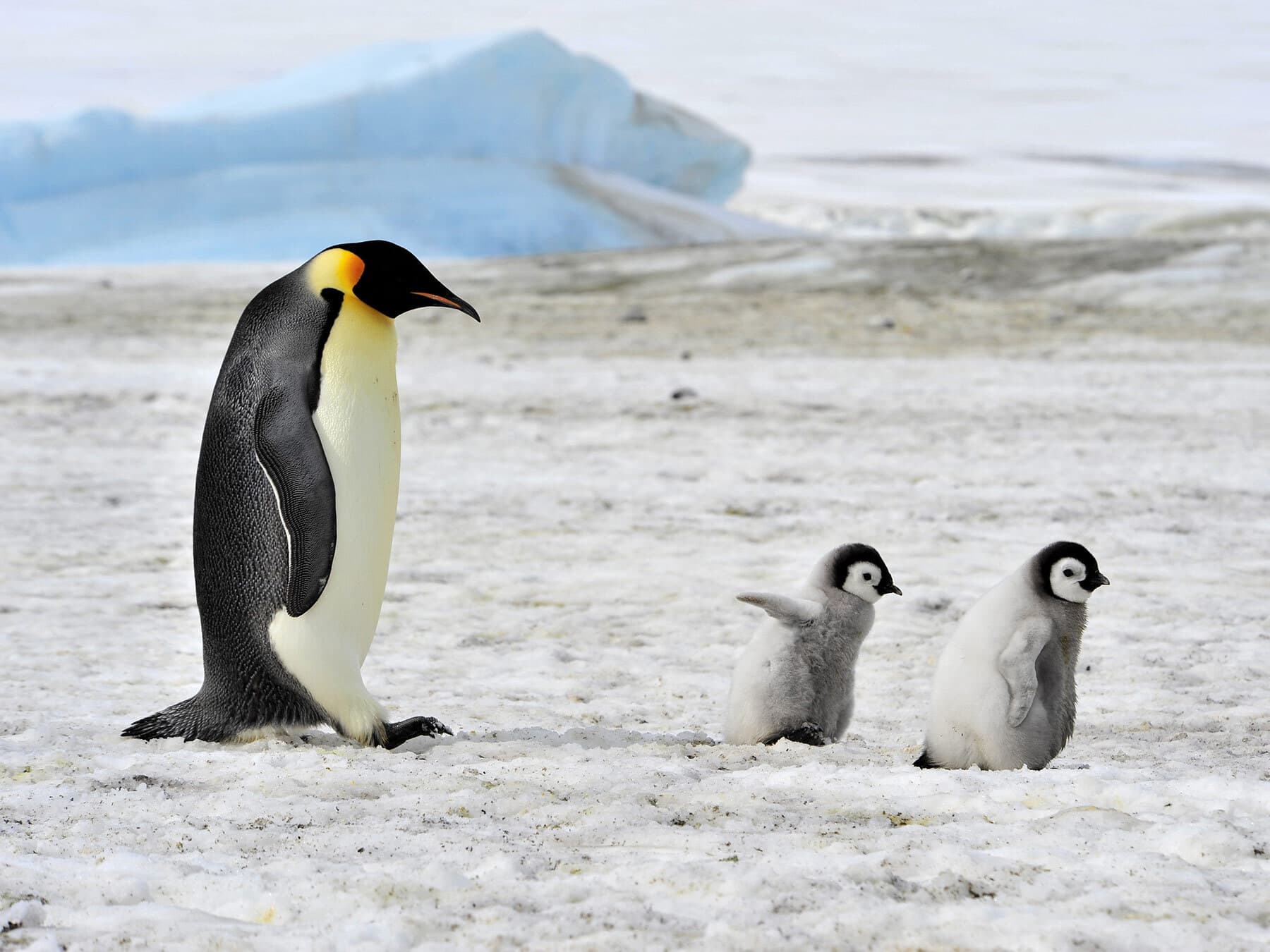 Emperor penguin with babies