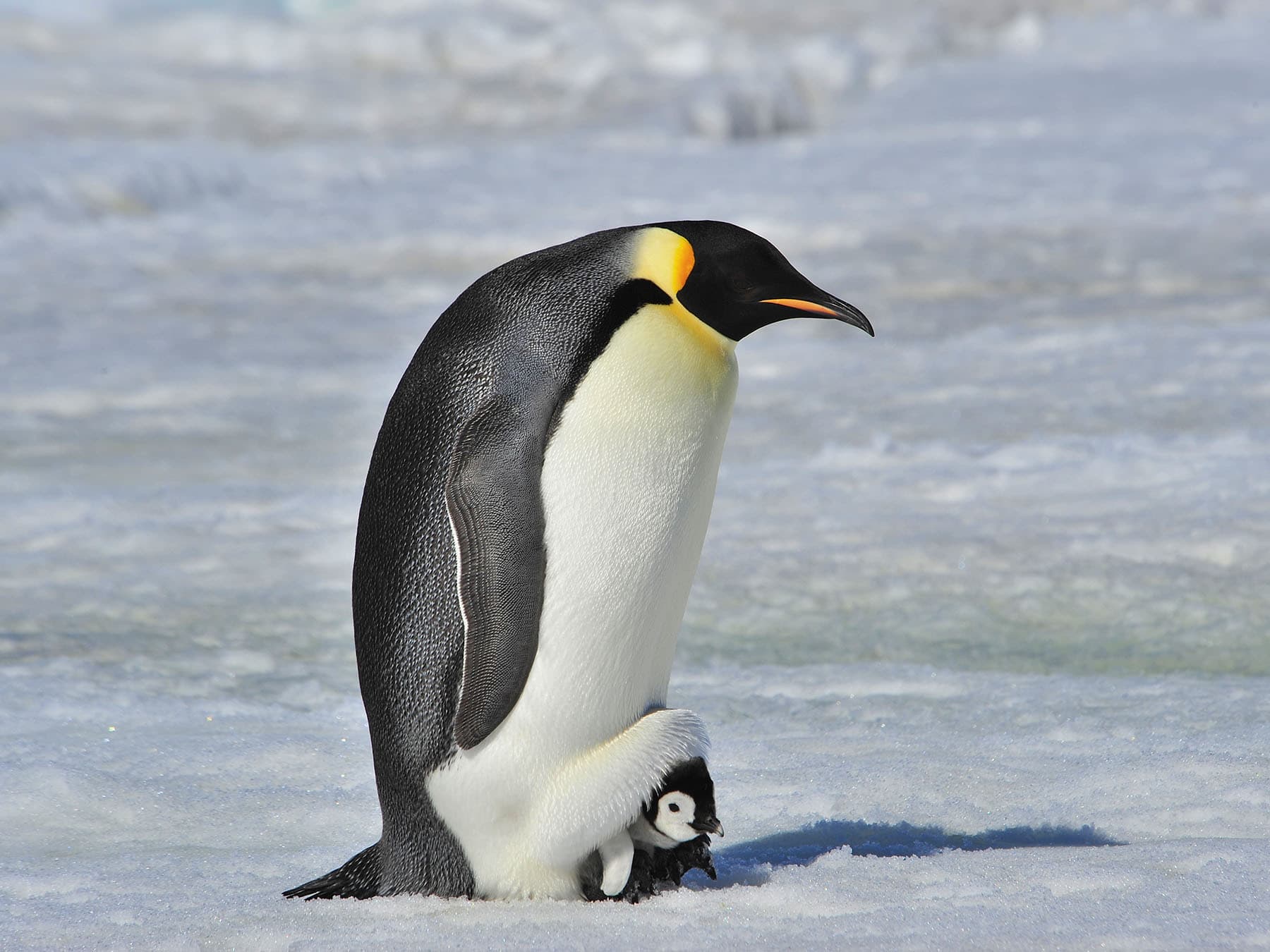 Emperor Penguin