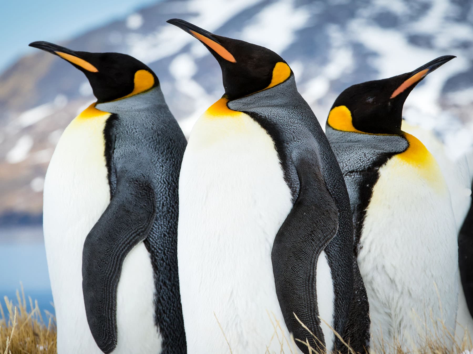 Emperor penguins in south georgia